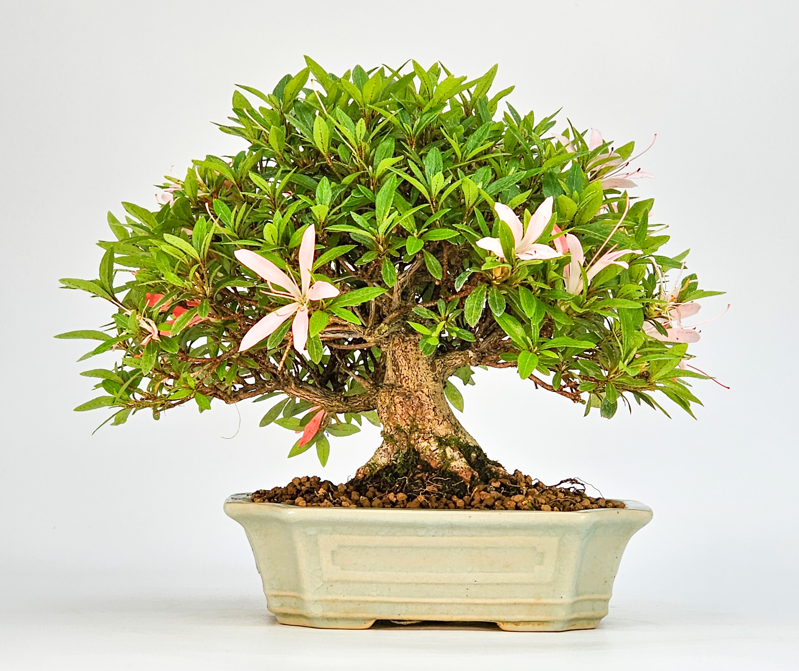 Bonsai Azalee Rhododendron indicum - Satino kirameki - Shohin 13cm