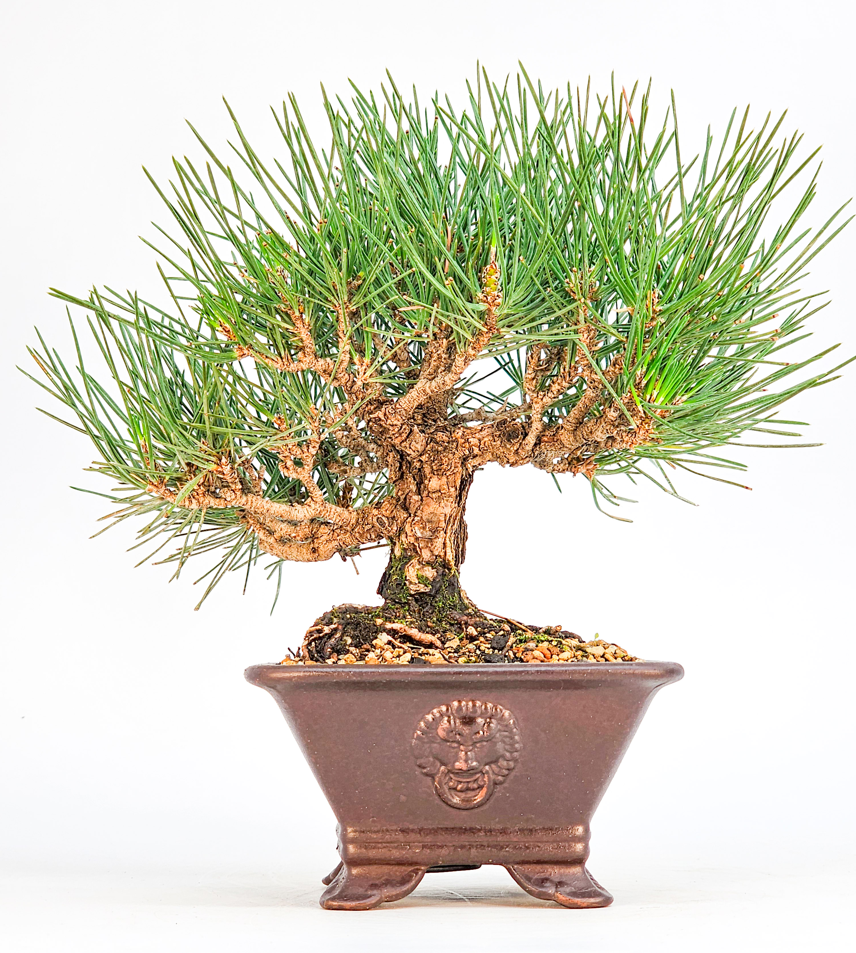 Bonsai Schwarzkiefer - Pinus thunbergii Shohin 17cm  