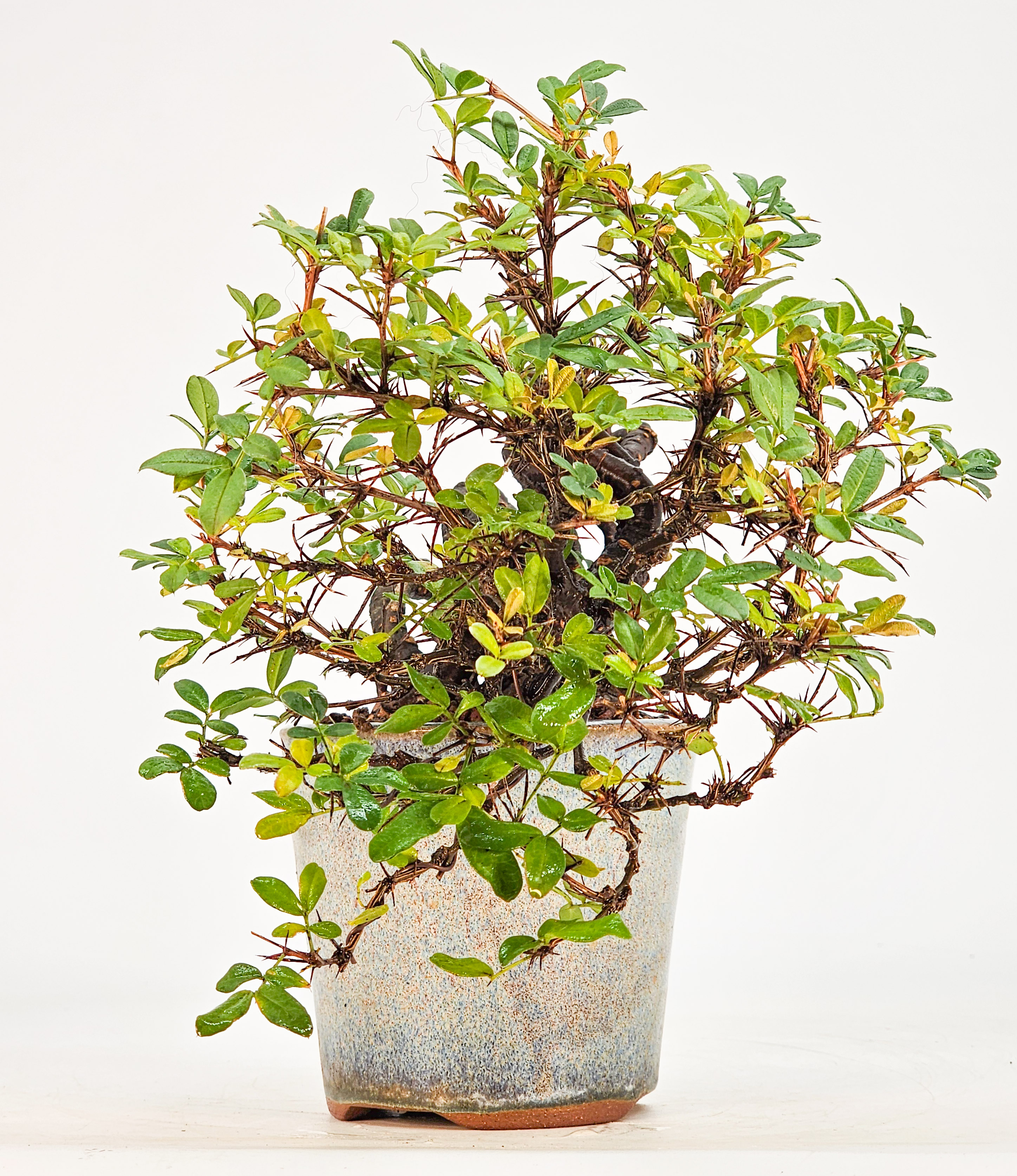 Bonsai Chinesischer Erbsenstrauch- Caragana sinica Shohin 10cm 