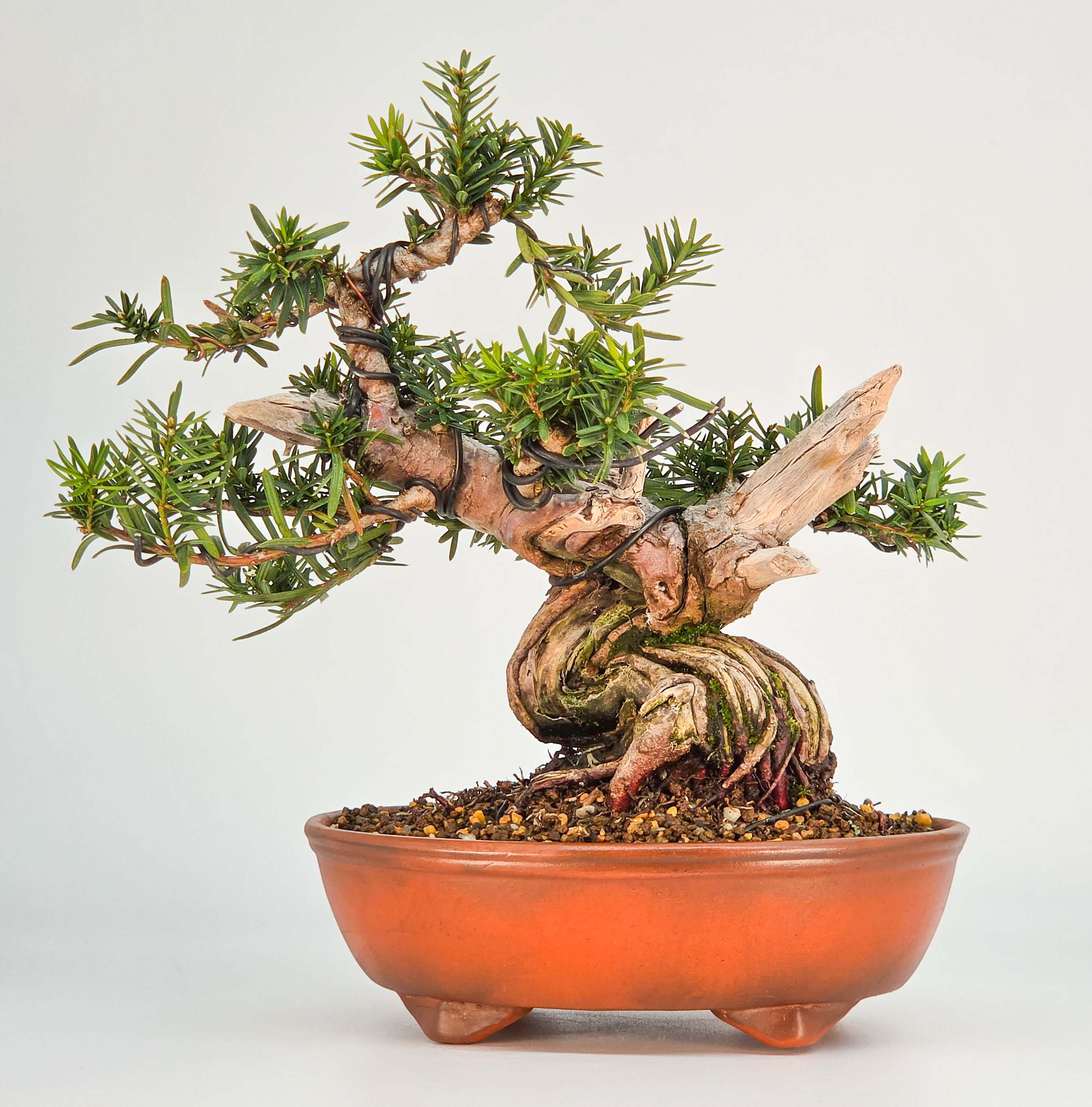 Bonsai Eibe - Taxus Shohin 19cm