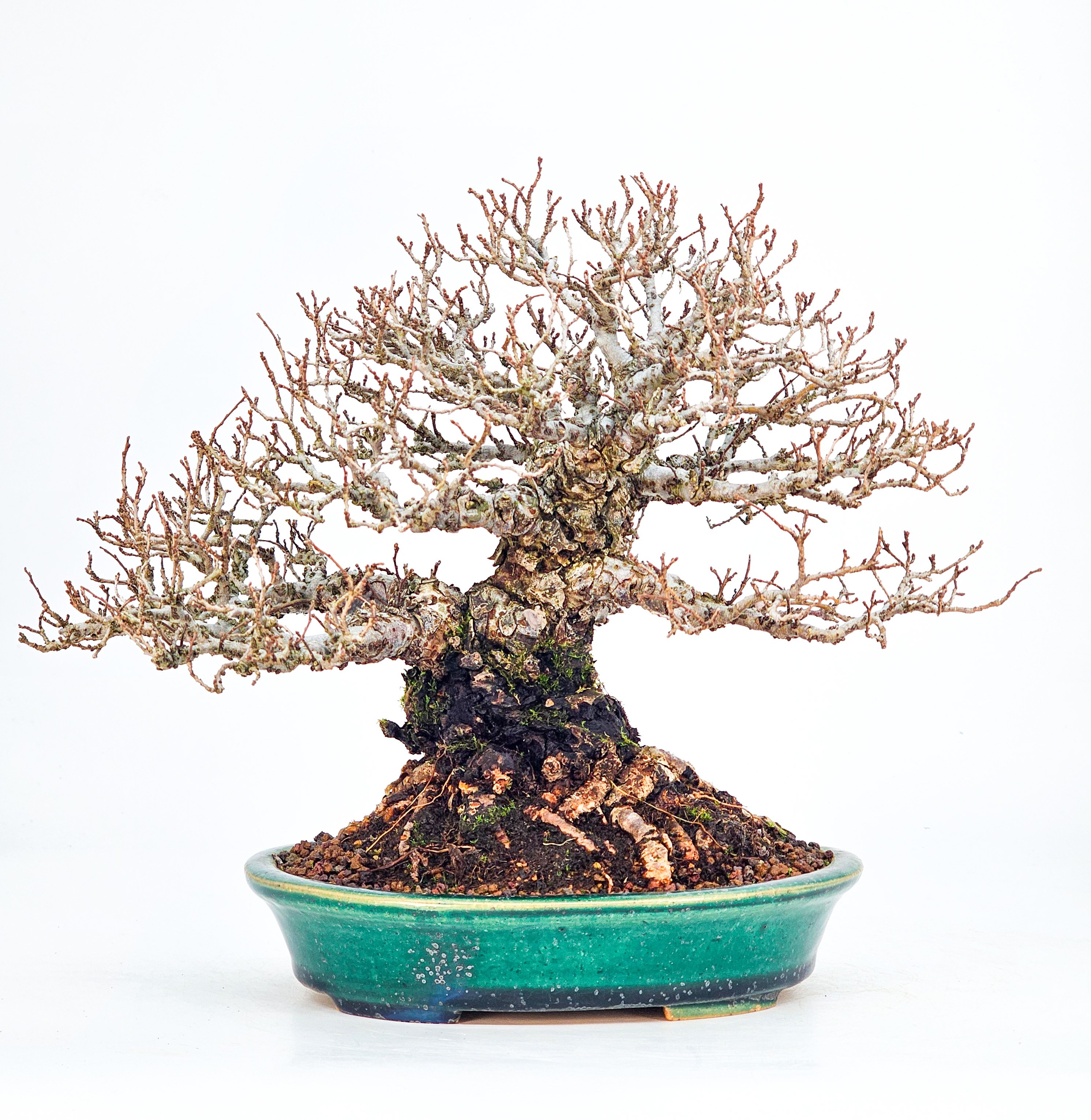 reserviert: Bonsai Ulmus parvifolia Shohin 20cm