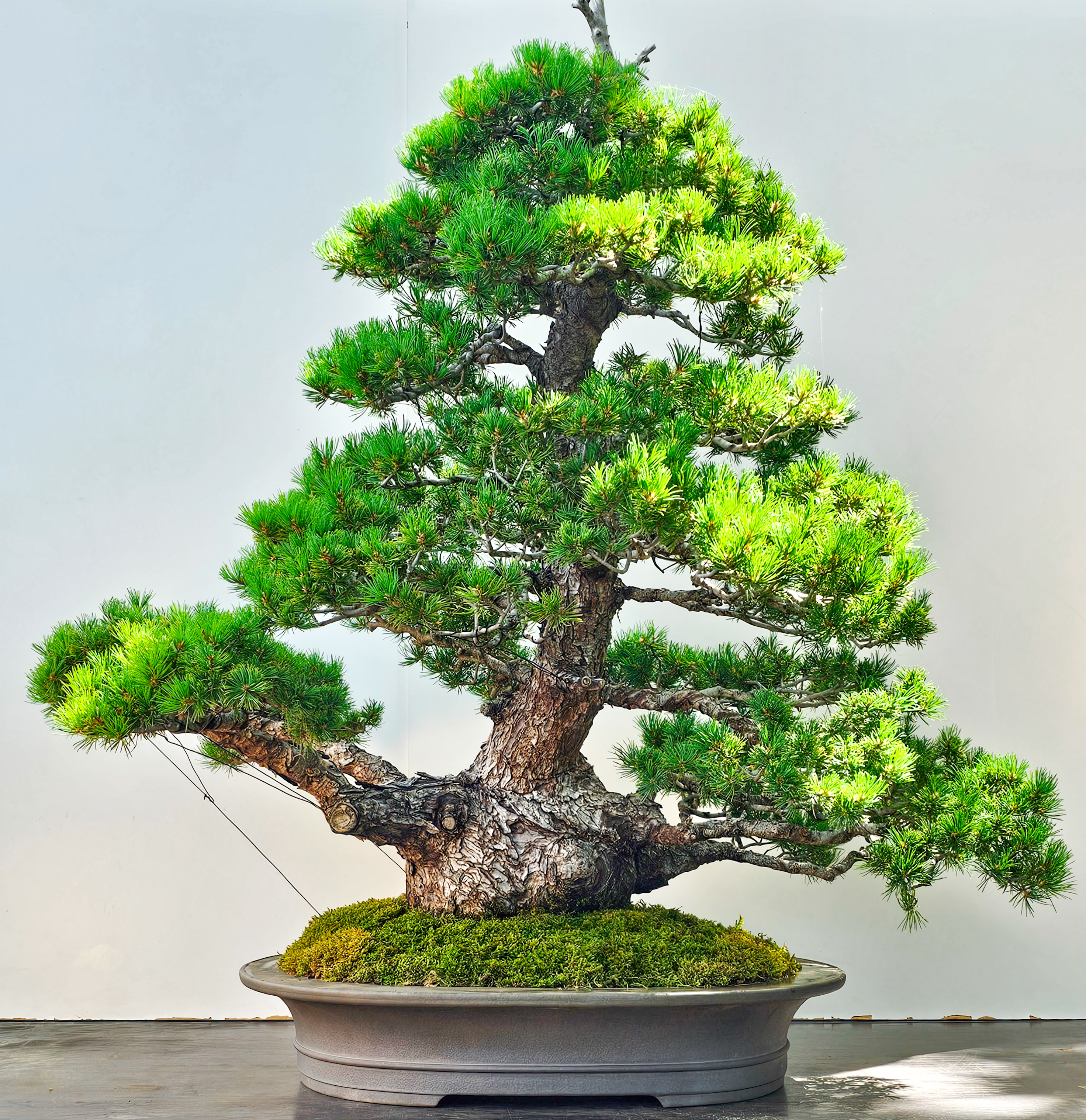 Bonsai Mädchenkiefer Pinus parviflora zuisho 86cm 