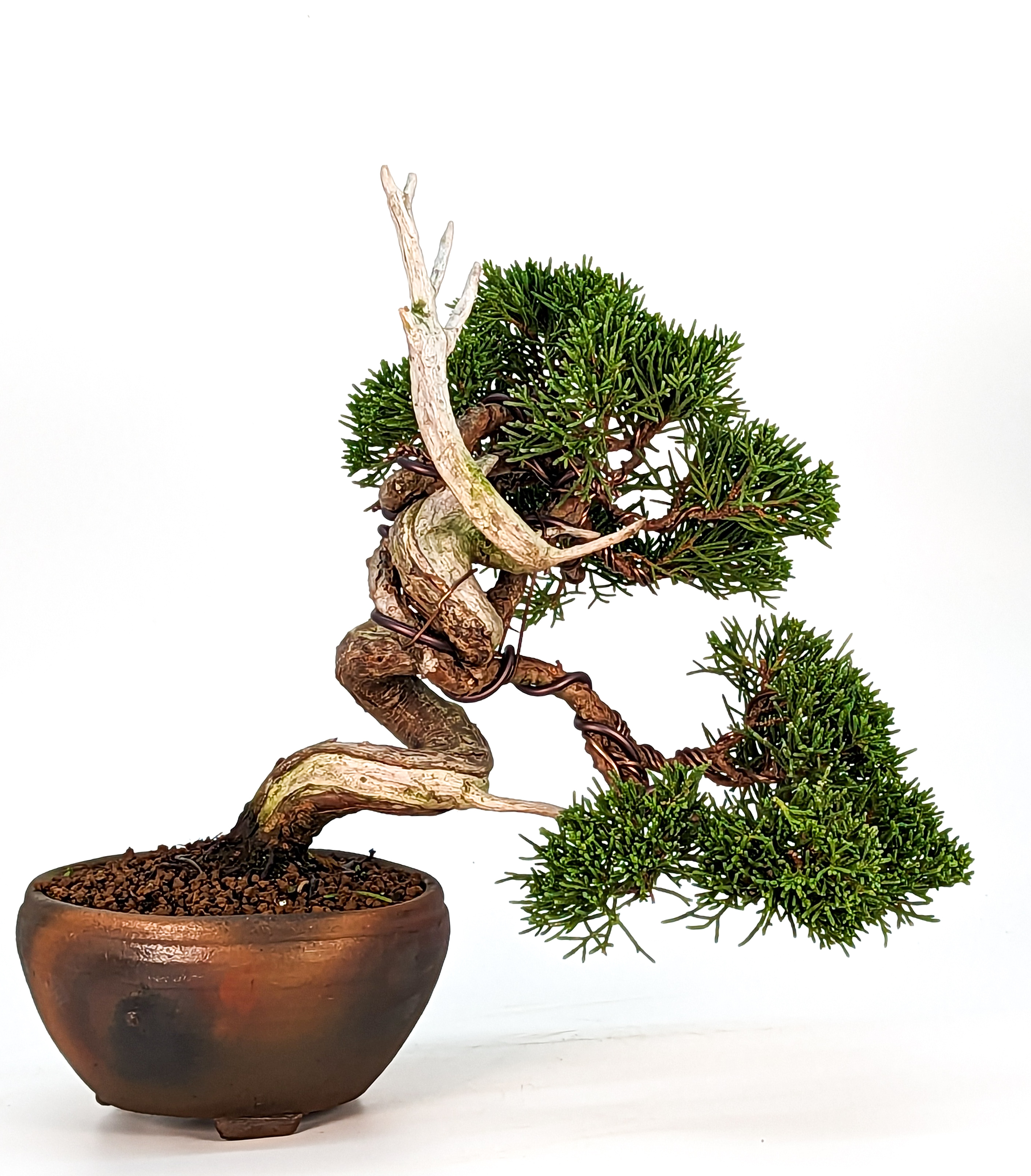 Bonsai Wacholder Juniperus Itoigawa Shohin 15cm