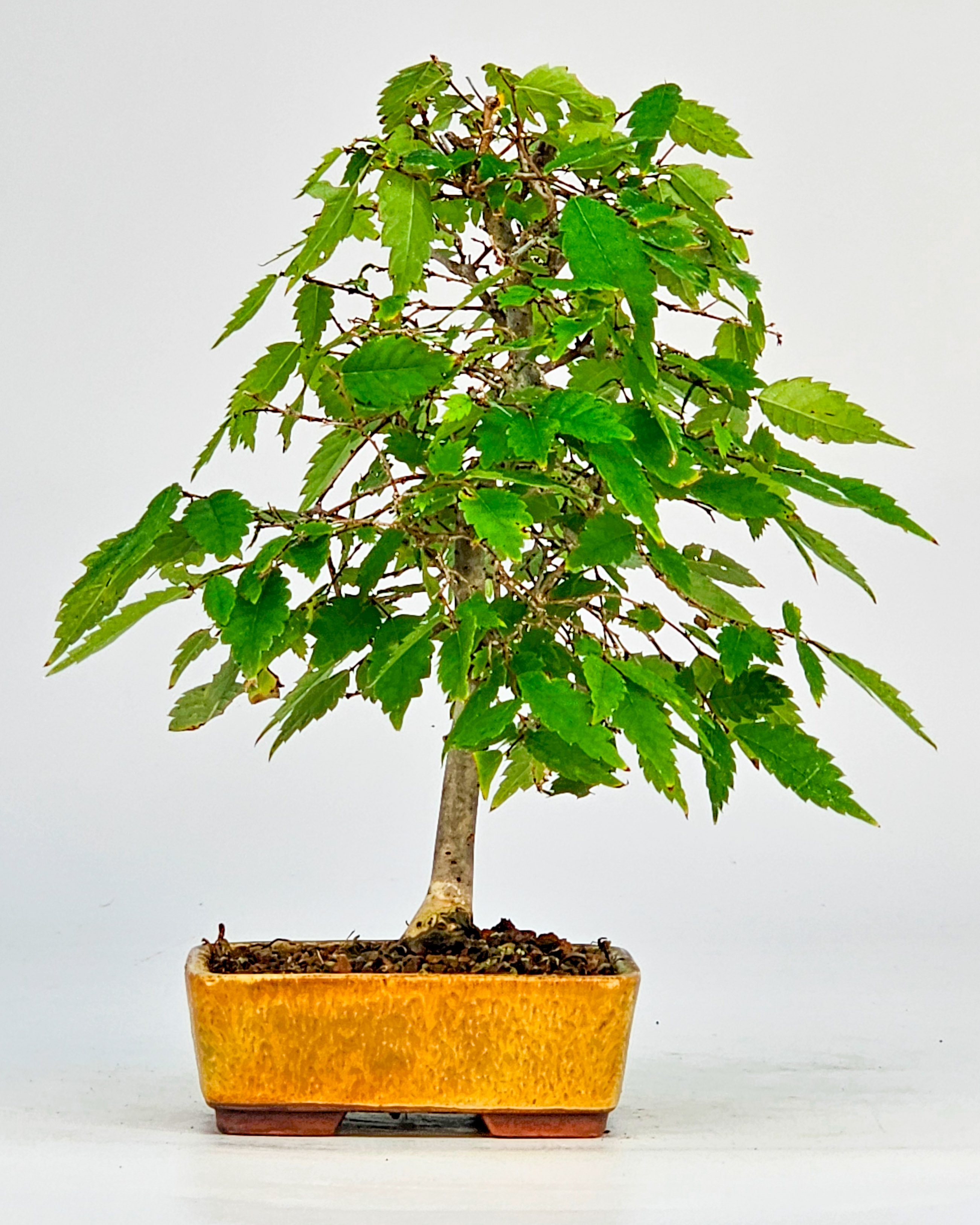 Bonsai Zelkova serrata Shohin 19cm  