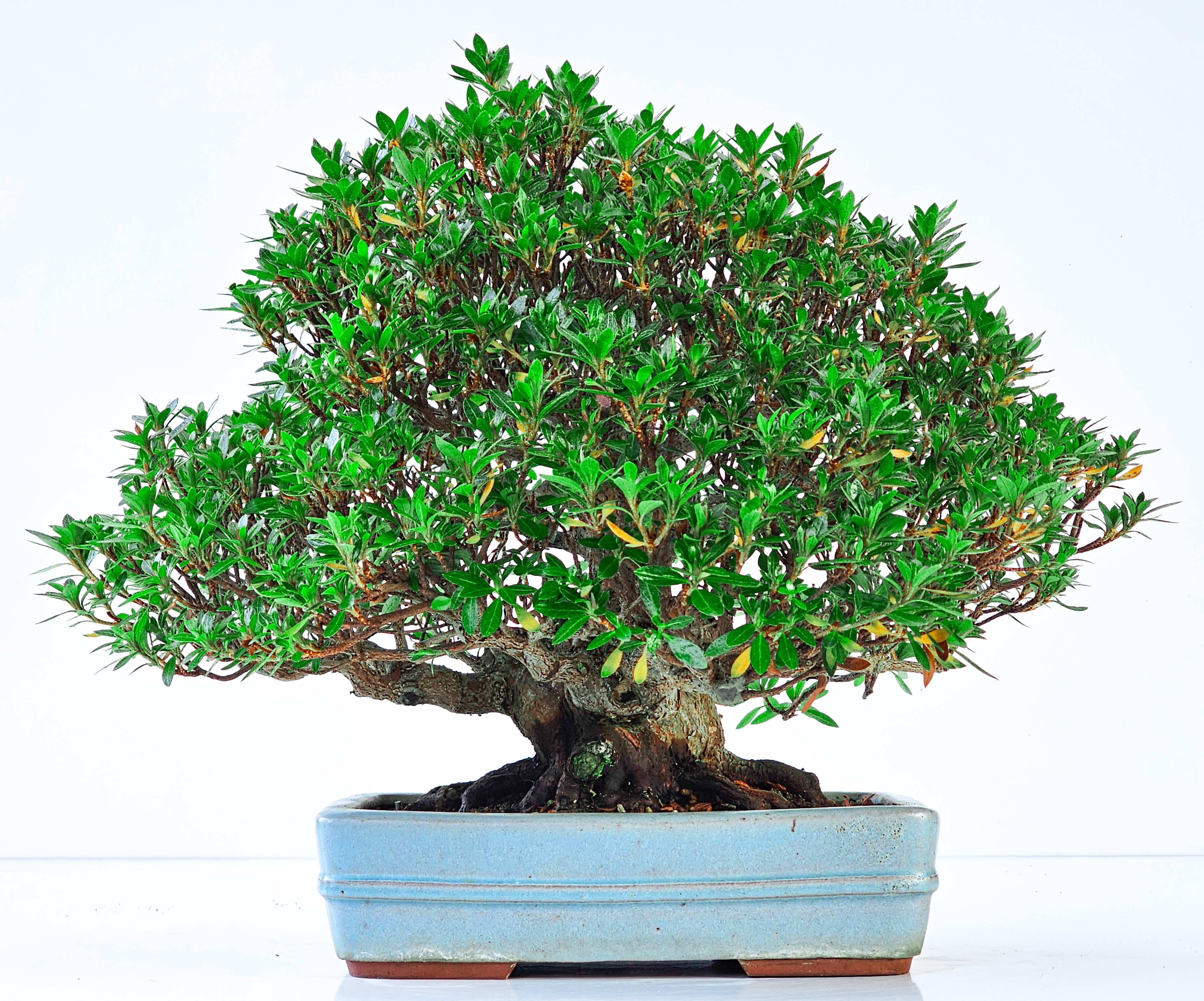 Bonsai Azalee - Rhododendron indicum osakazuki 23cm 