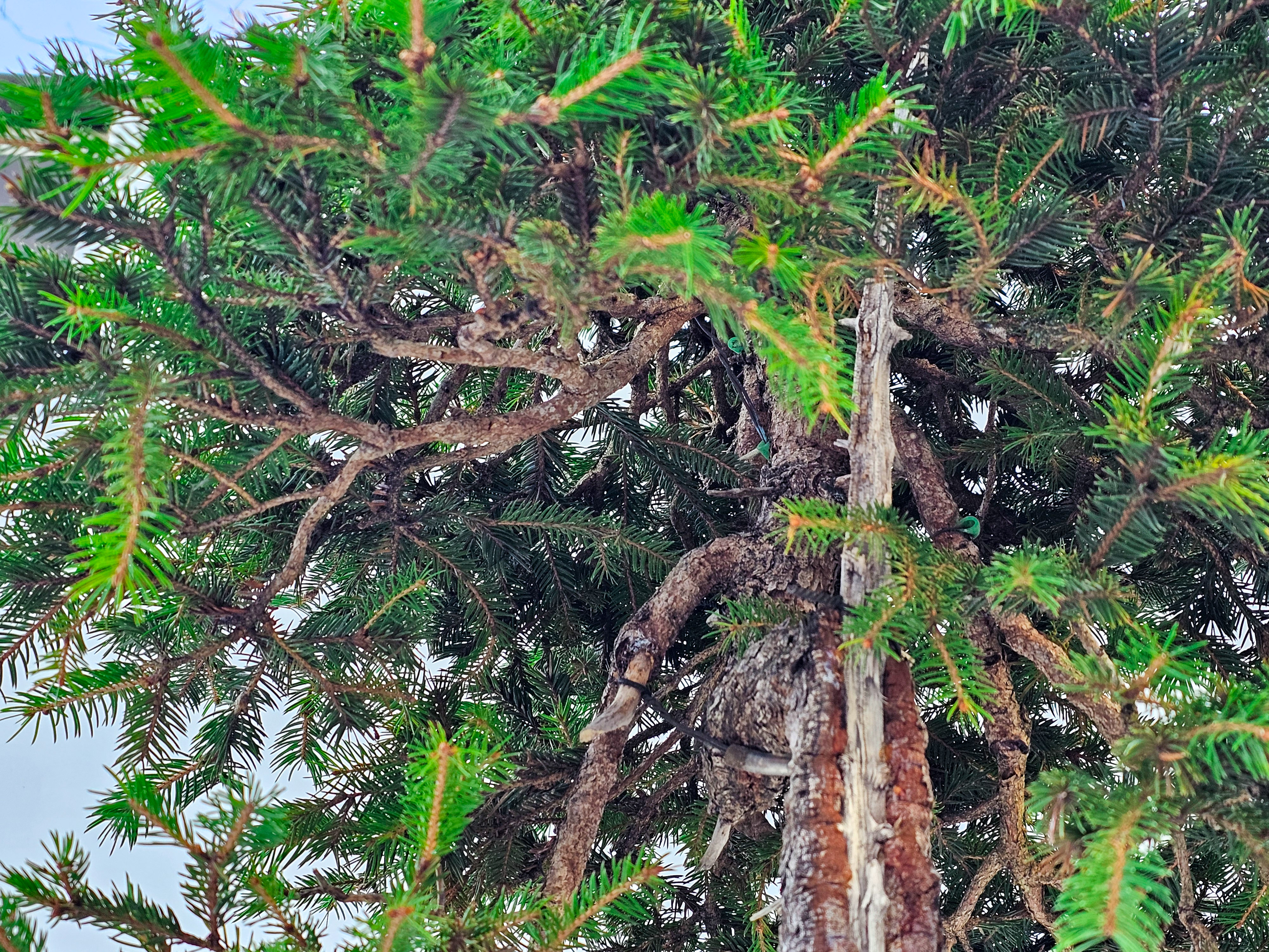 Bonsai Fichte - Picea 84cm Video!!