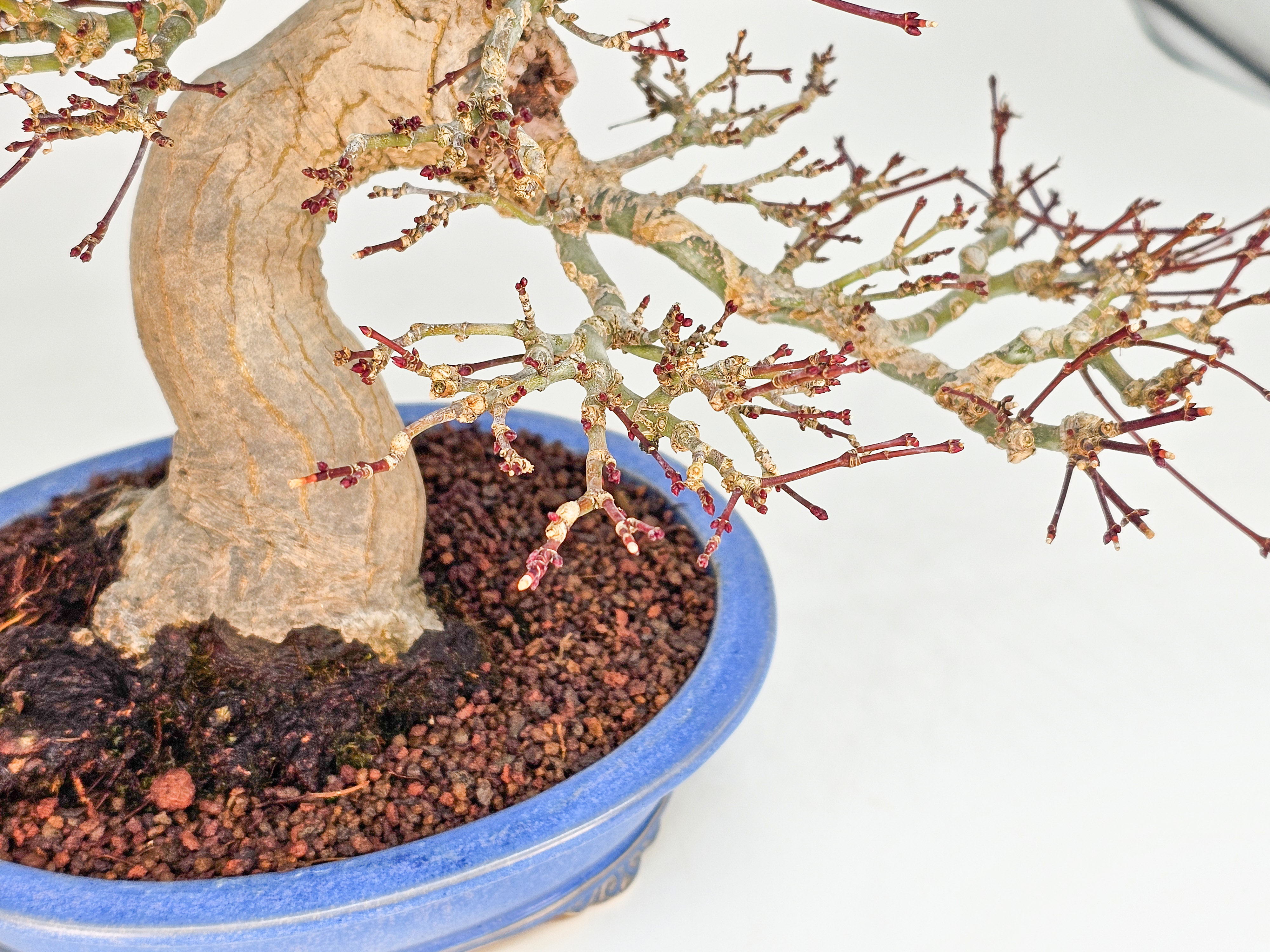Bonsai Premium Fächerahorn - Acer palmatum Orihime Shohin 20cm
