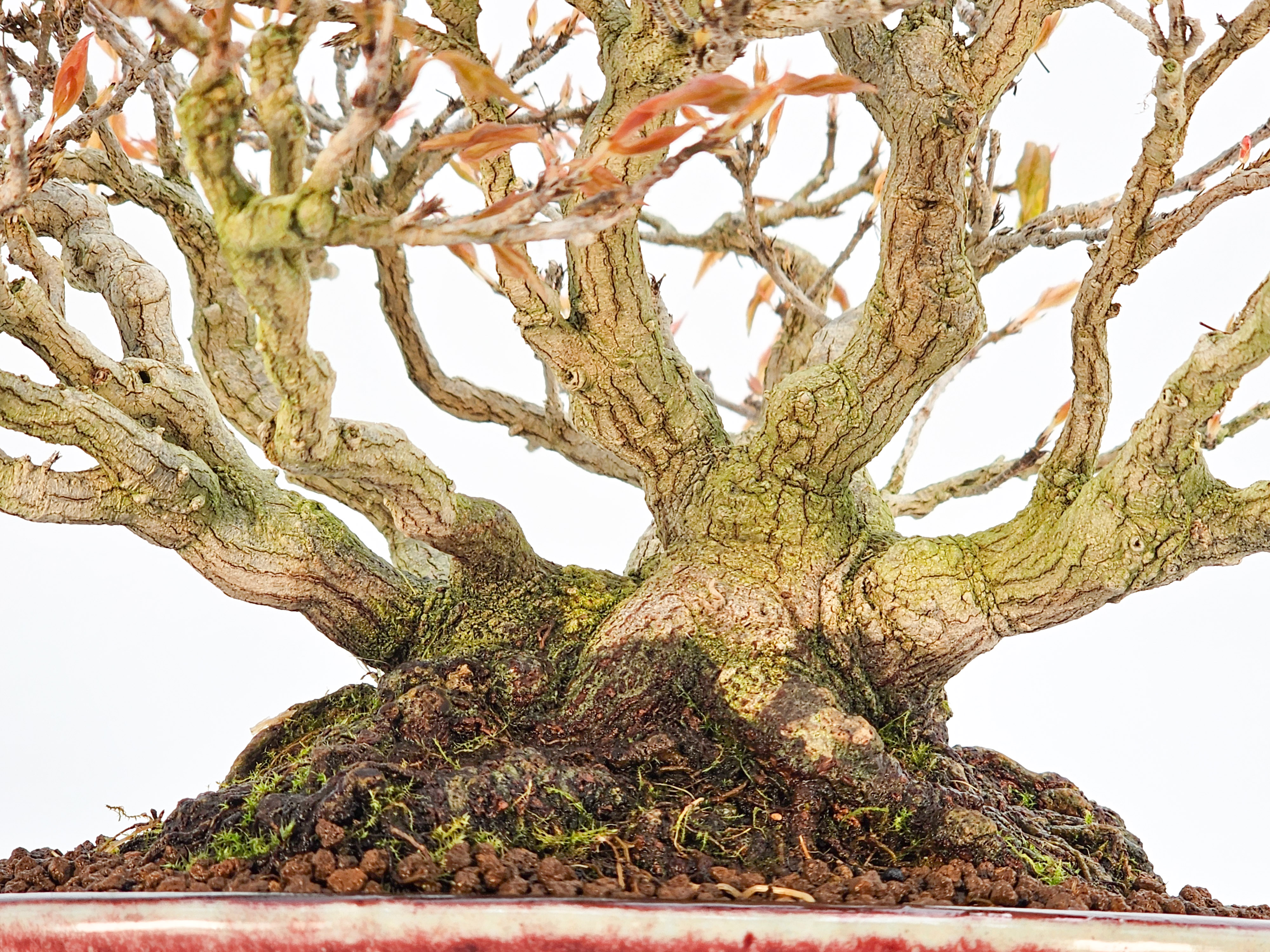 Bonsai Premium Dreispitzahorn - Acer buergerianum Shohin 19cm - Video Bonsai Premium Dreispitzahorn - Acer buergerianum Shohin 19cm - Video