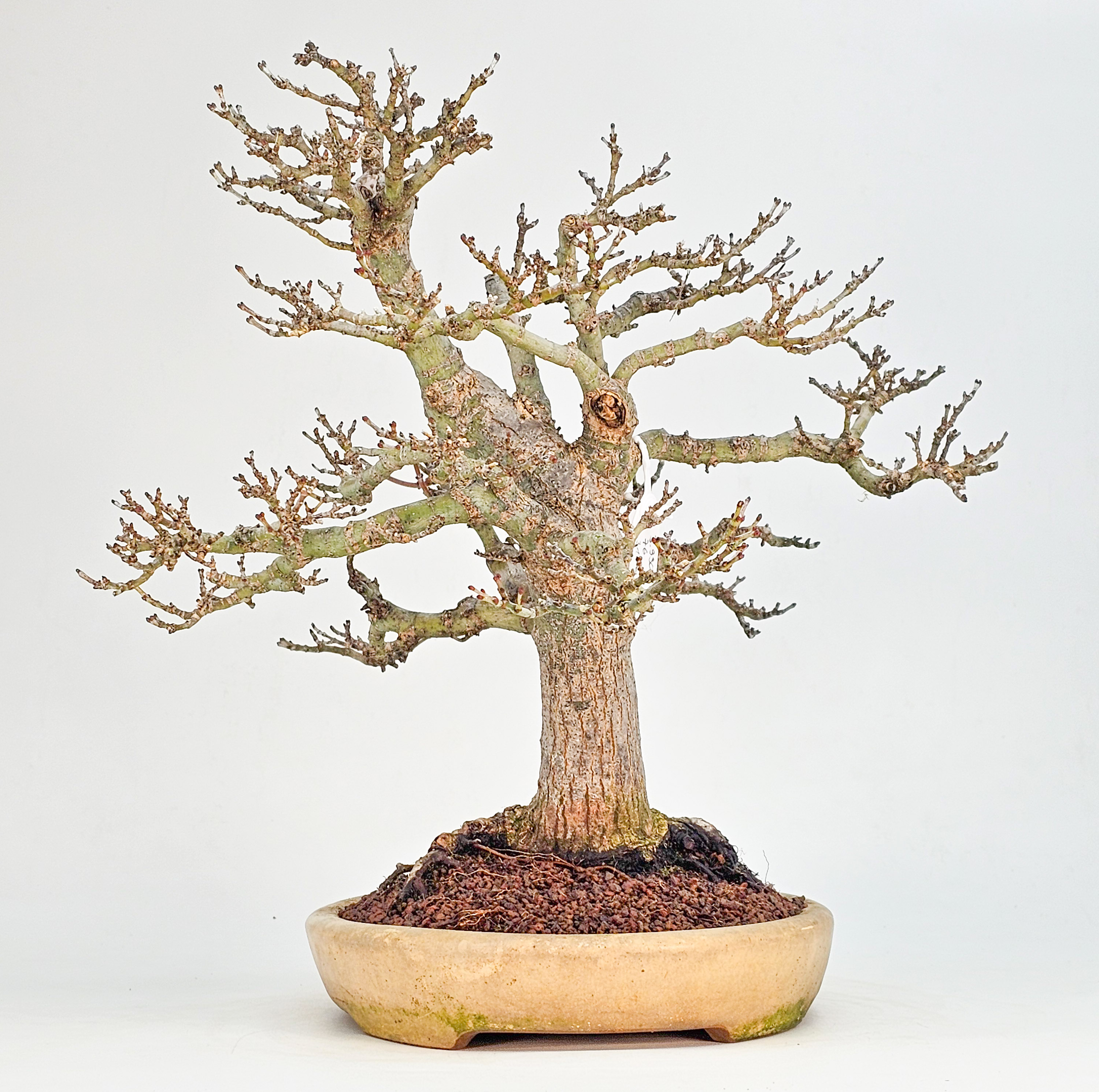 Bonsai Premium Löwenkopfahorn- Acer palmatum Shishigashira 31cm    