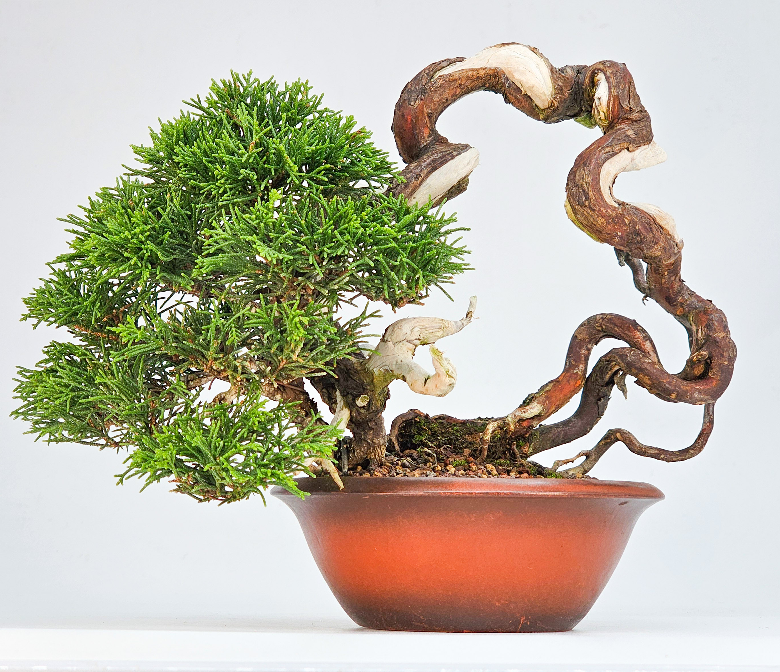 Bonsai Wacholder Juniperus Itoigawa 18cm Video!!