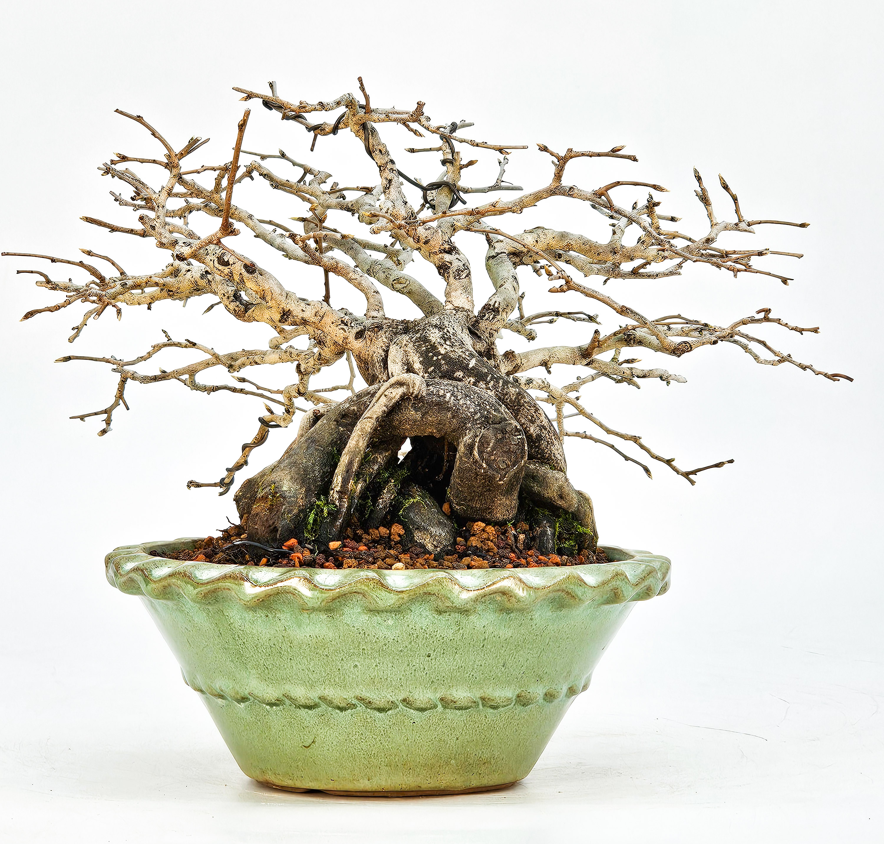 Bonsai Diospyros kaki Kakipflaume Shohin 13,5cm Video!!