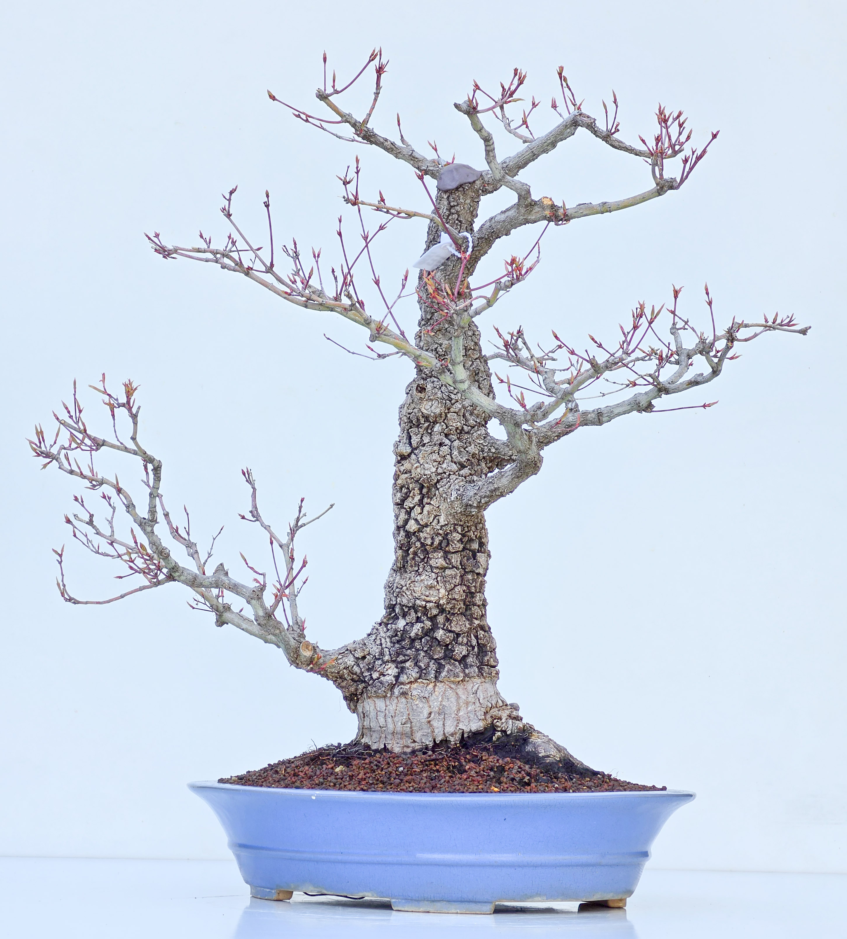 Bonsai Fächerahorn - Acer palmatum Arakawa 54cm