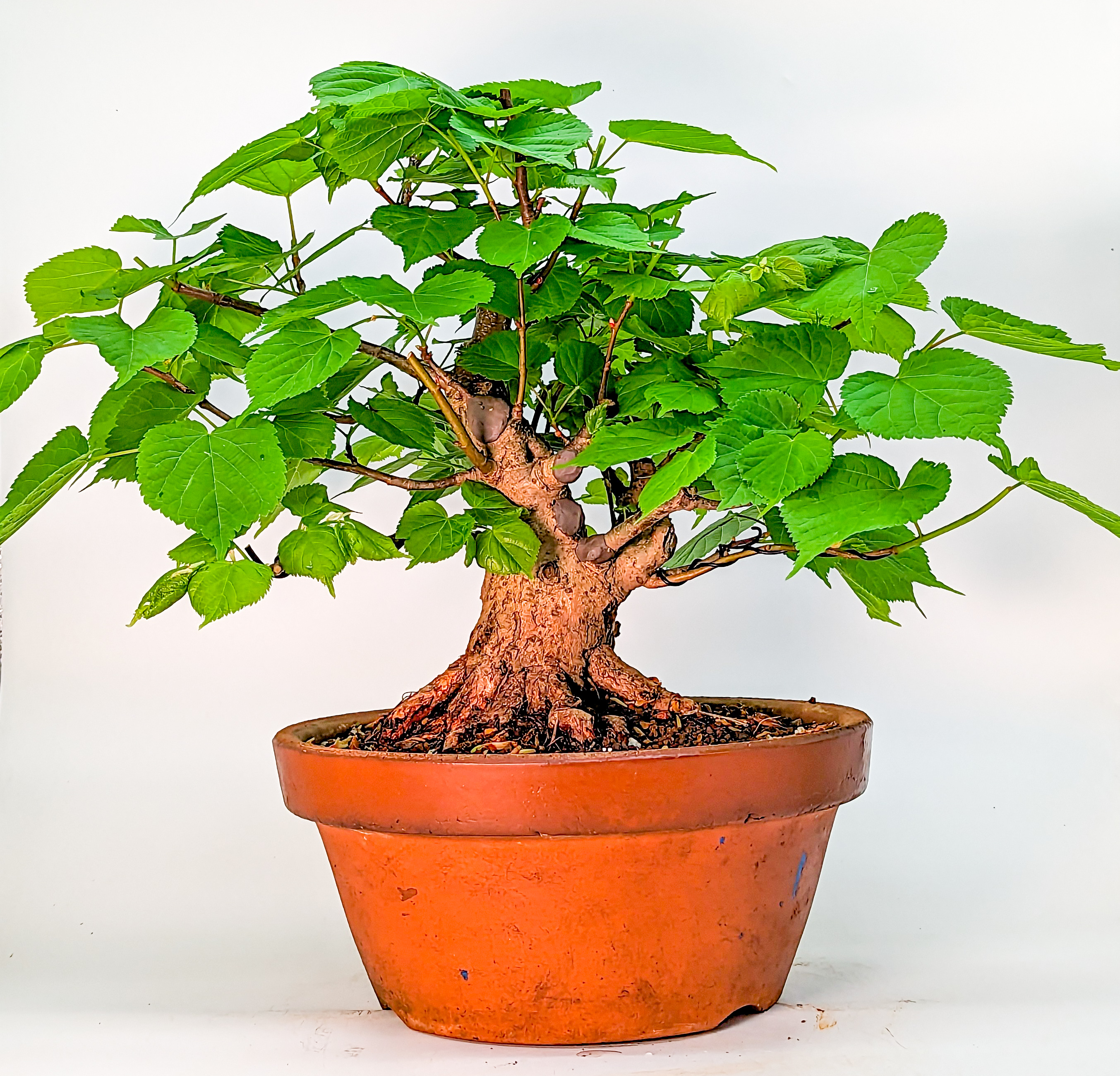 Bonsai Winterlinde - Tilia cordata 28cm