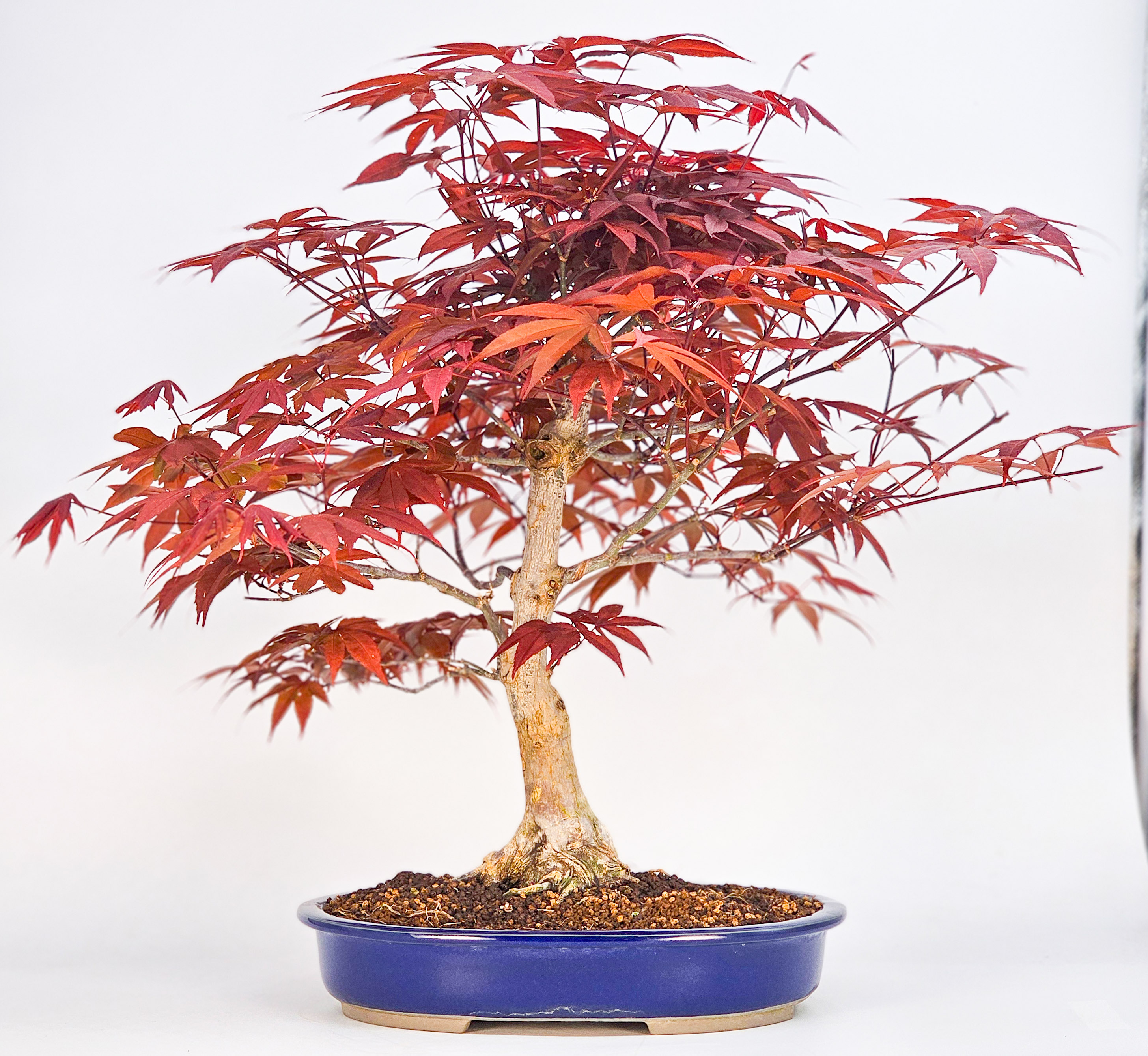 Bonsai Fächerahorn - Acer palmatum Atropurpureum 39cm Bonsai Fächerahorn - Acer palmatum Atropurpureum 39cm
