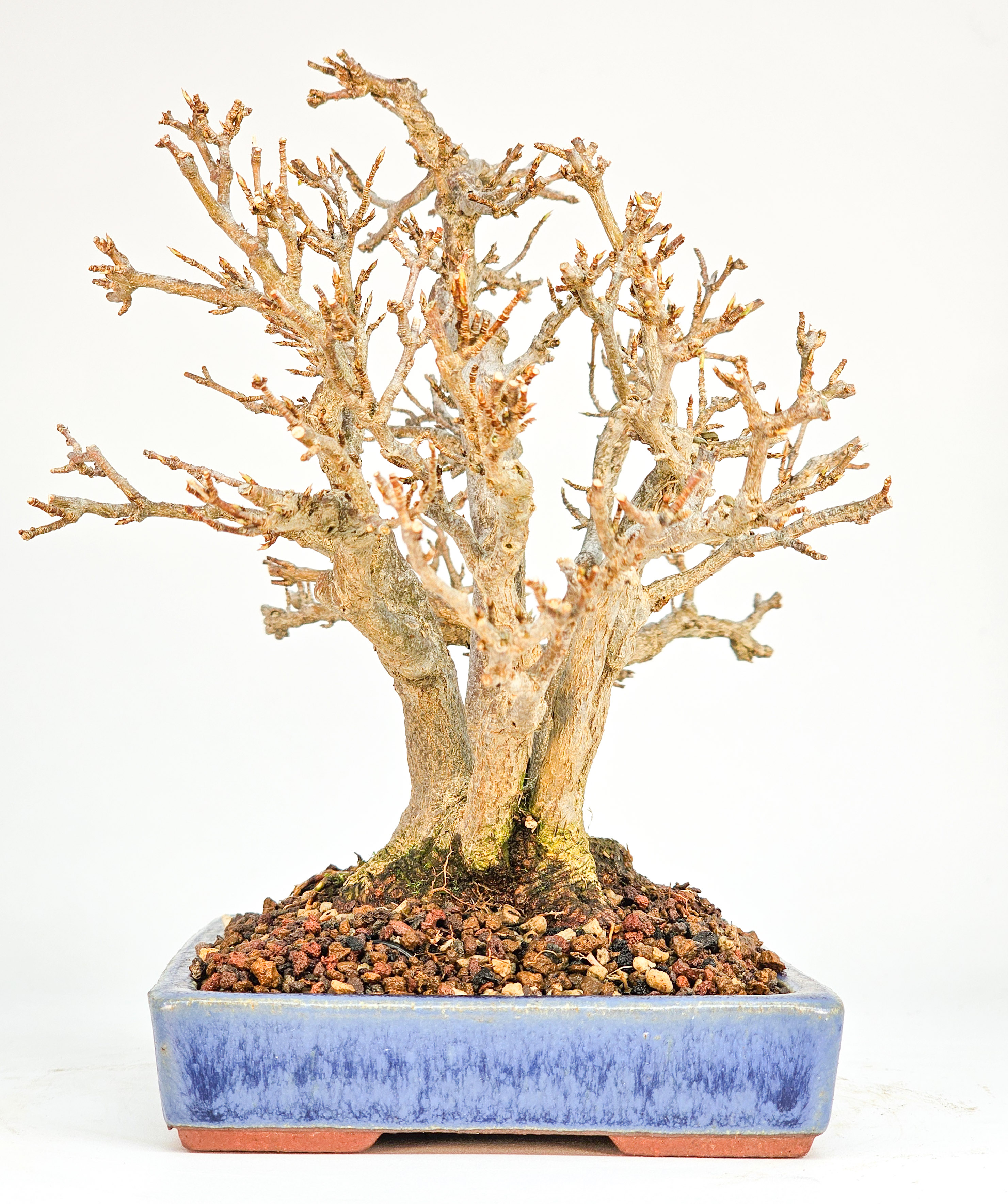 Bonsai Dreispitzahorn - Acer buergerianum Shohin 17cm