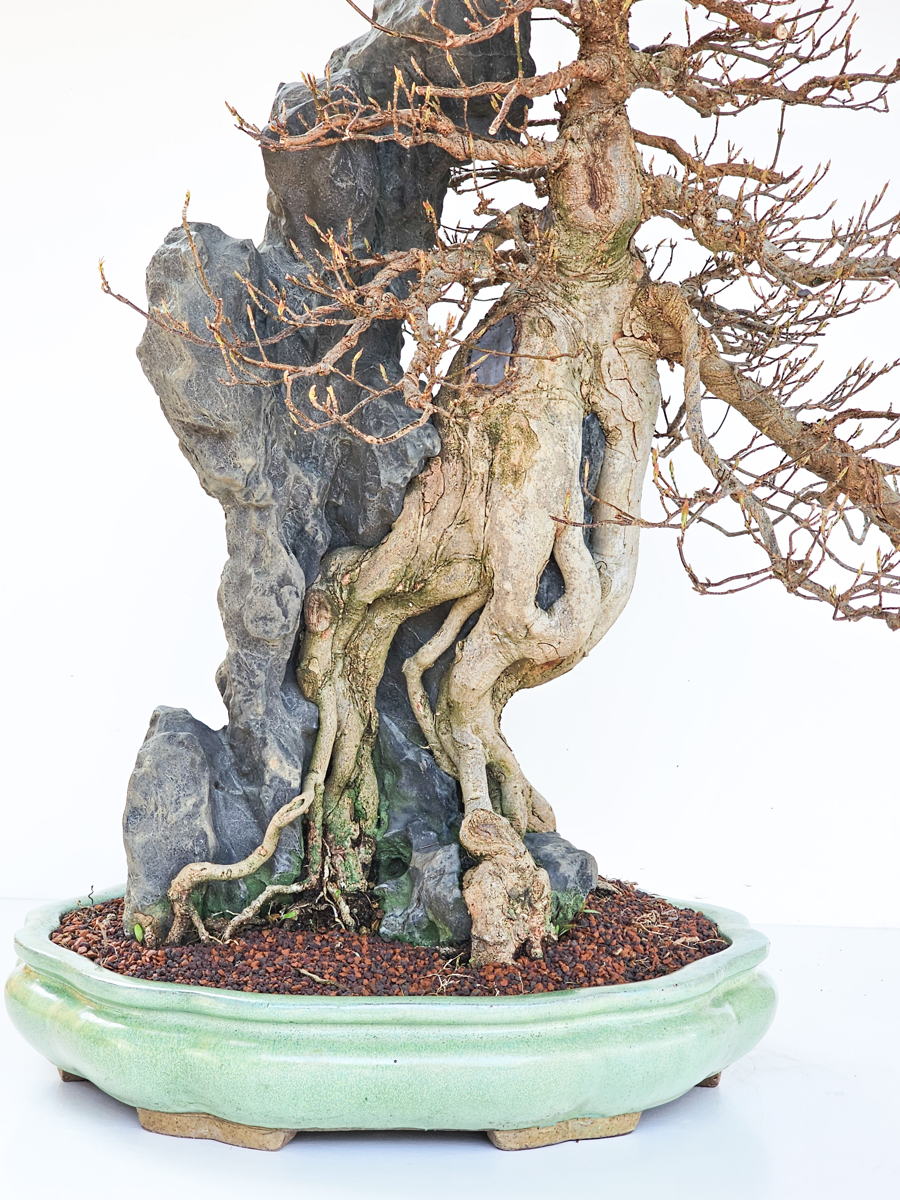 Bonsai Dreispitzahorn - Acer buergerianum Ishizuki 56cm - Video!! Bonsai Dreispitzahorn - Acer buergerianum Ishizuki 56cm - Video!!