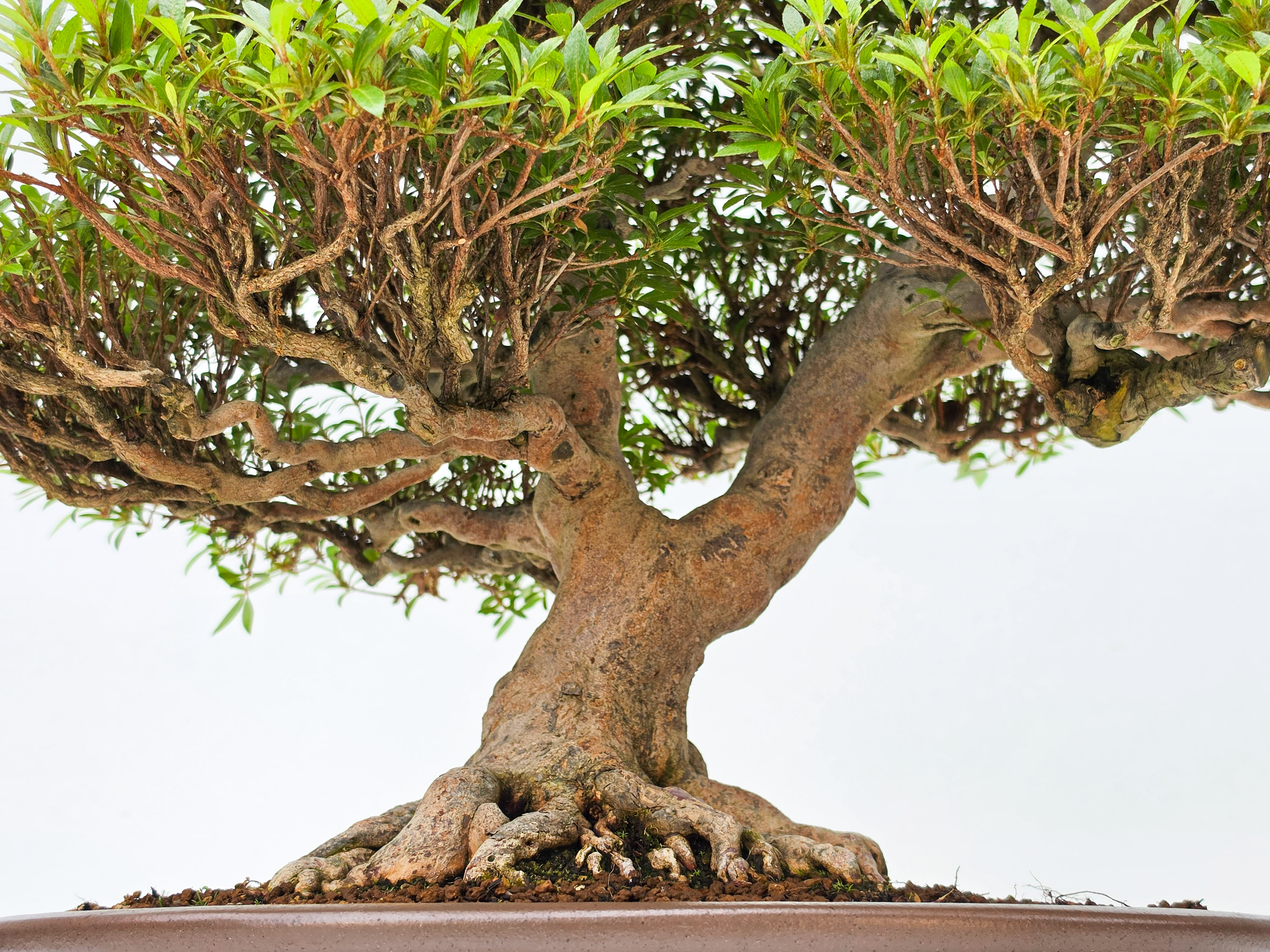 Bonsai Premium Azalee -  Rhododendron indicum kinsai 60cm