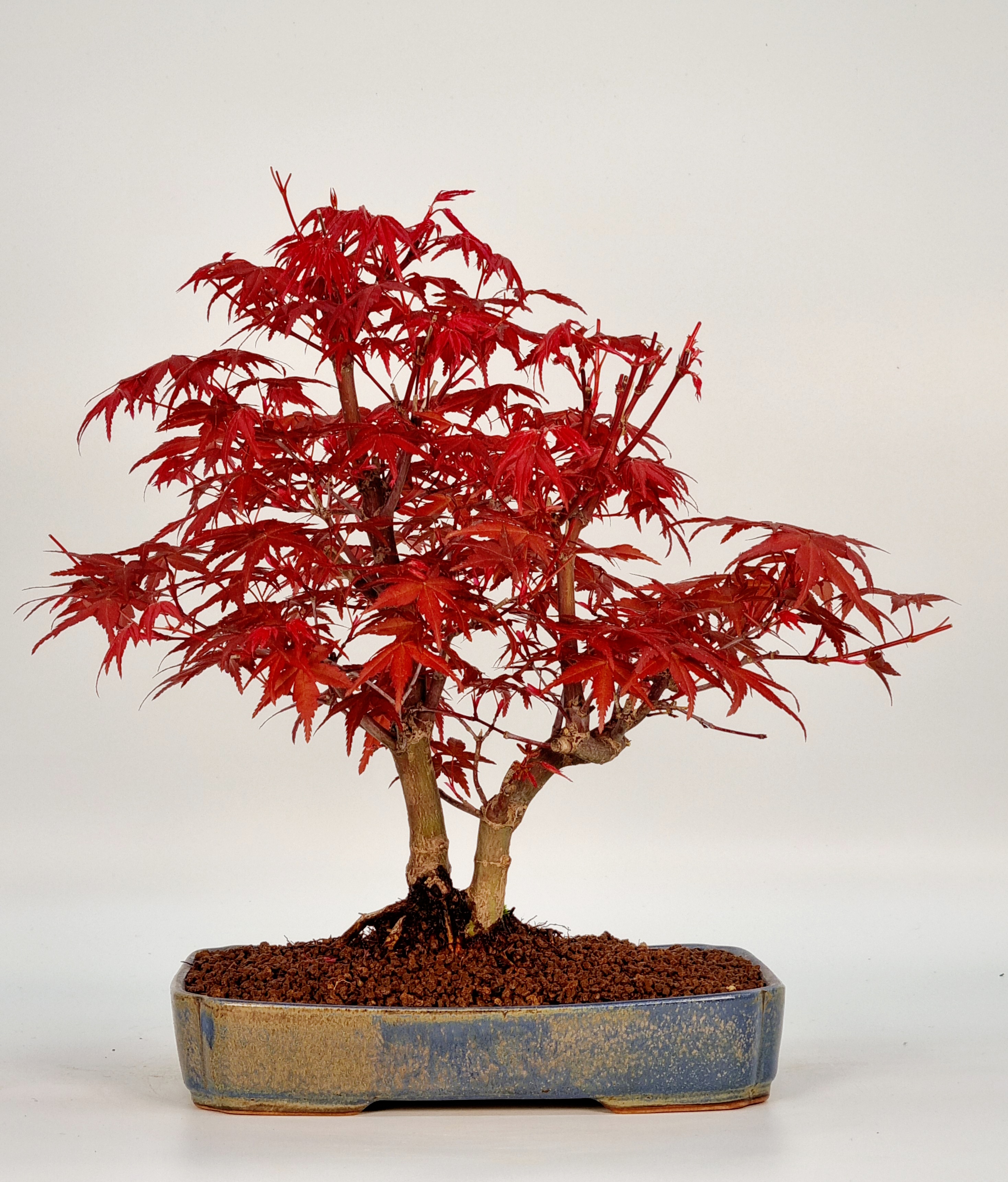 Bonsai Fächerahorn Acer palmatum Deshojo 25cm