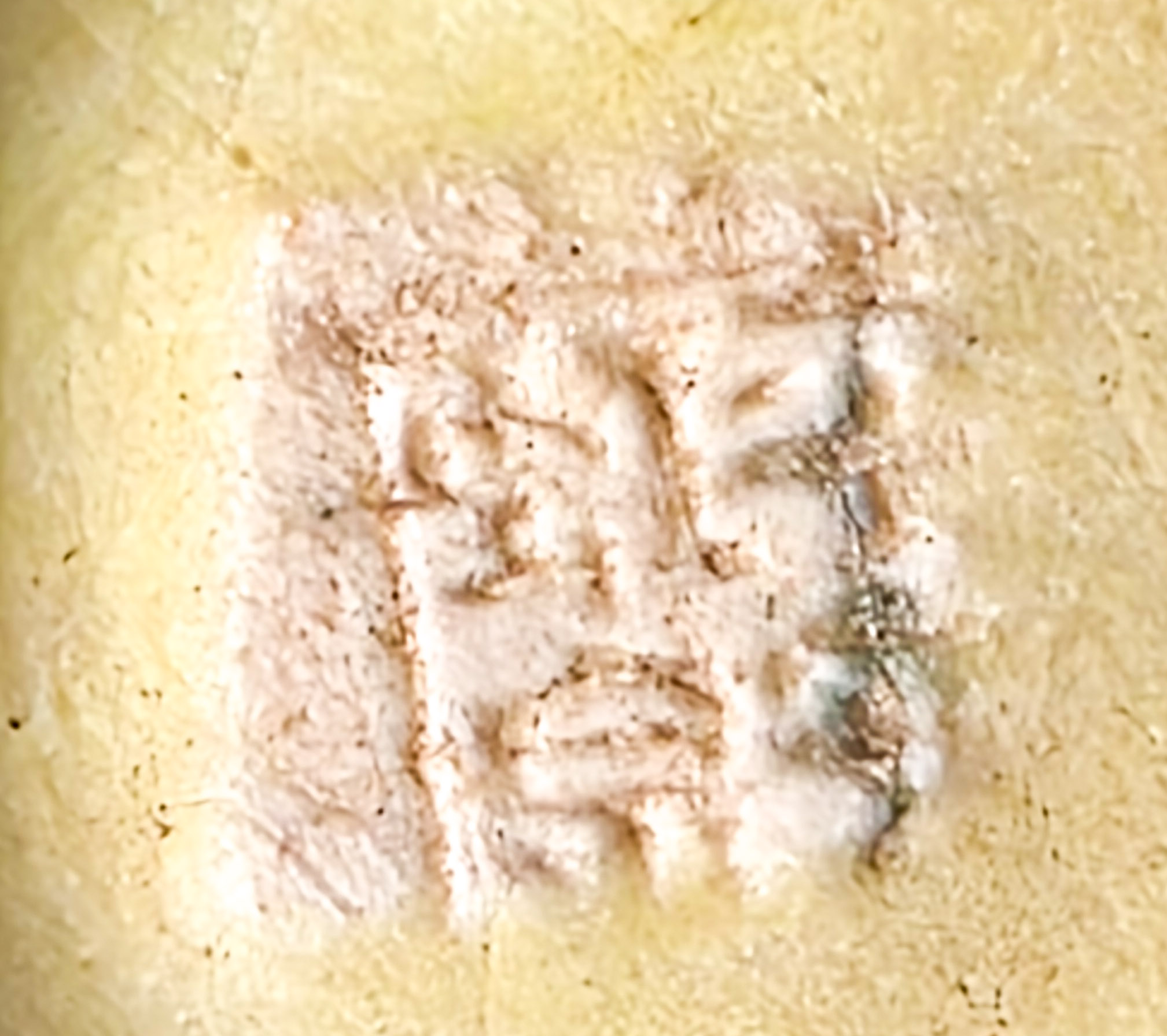 Bonsai Pyracantha - Feuerdorn Shohin 14cm