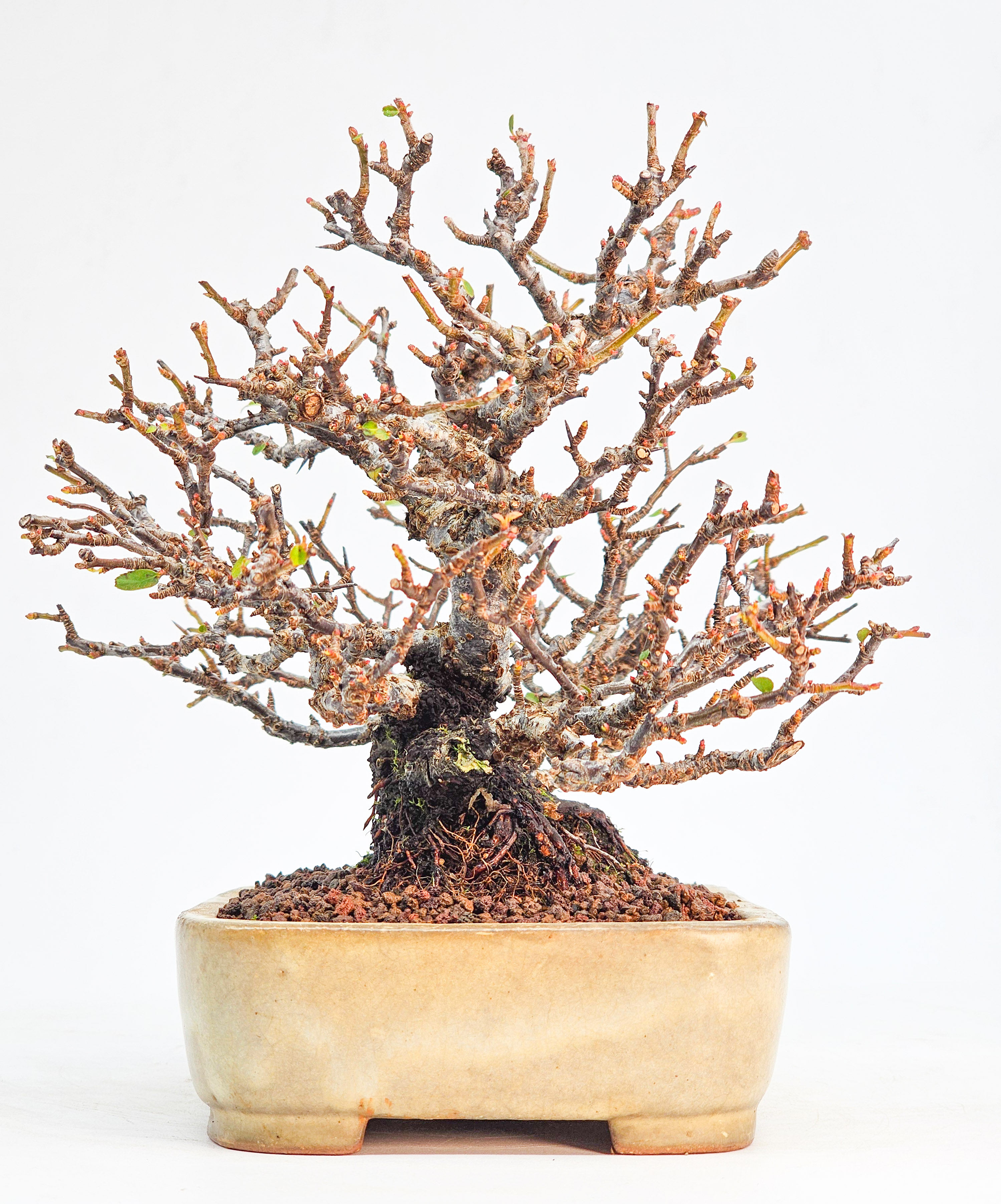 Bonsai Feuerdorn - Pyracantha Shohin 15cm