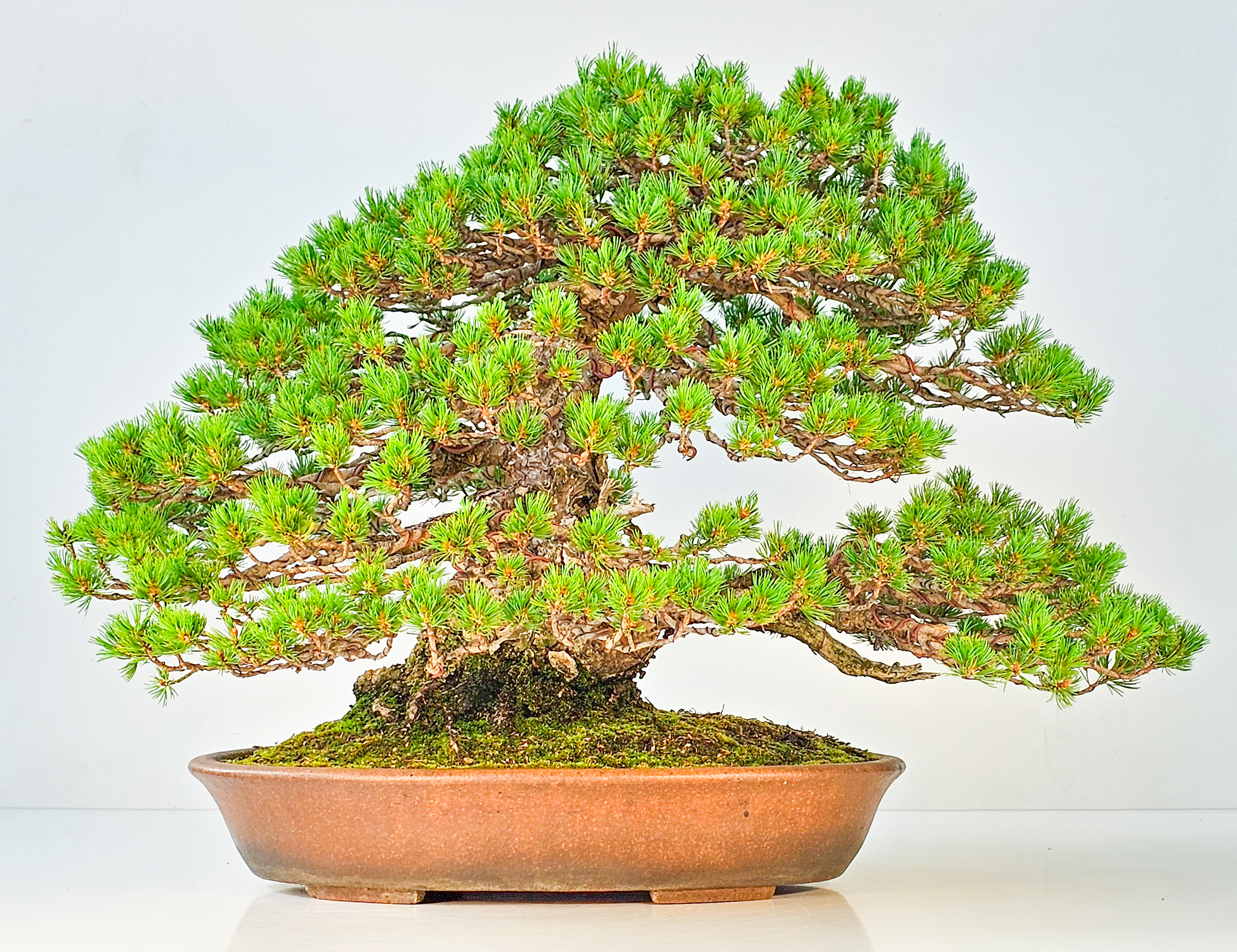 Bonsai Mädchenkiefer Pinus parviflora zuisho 42,5 cm