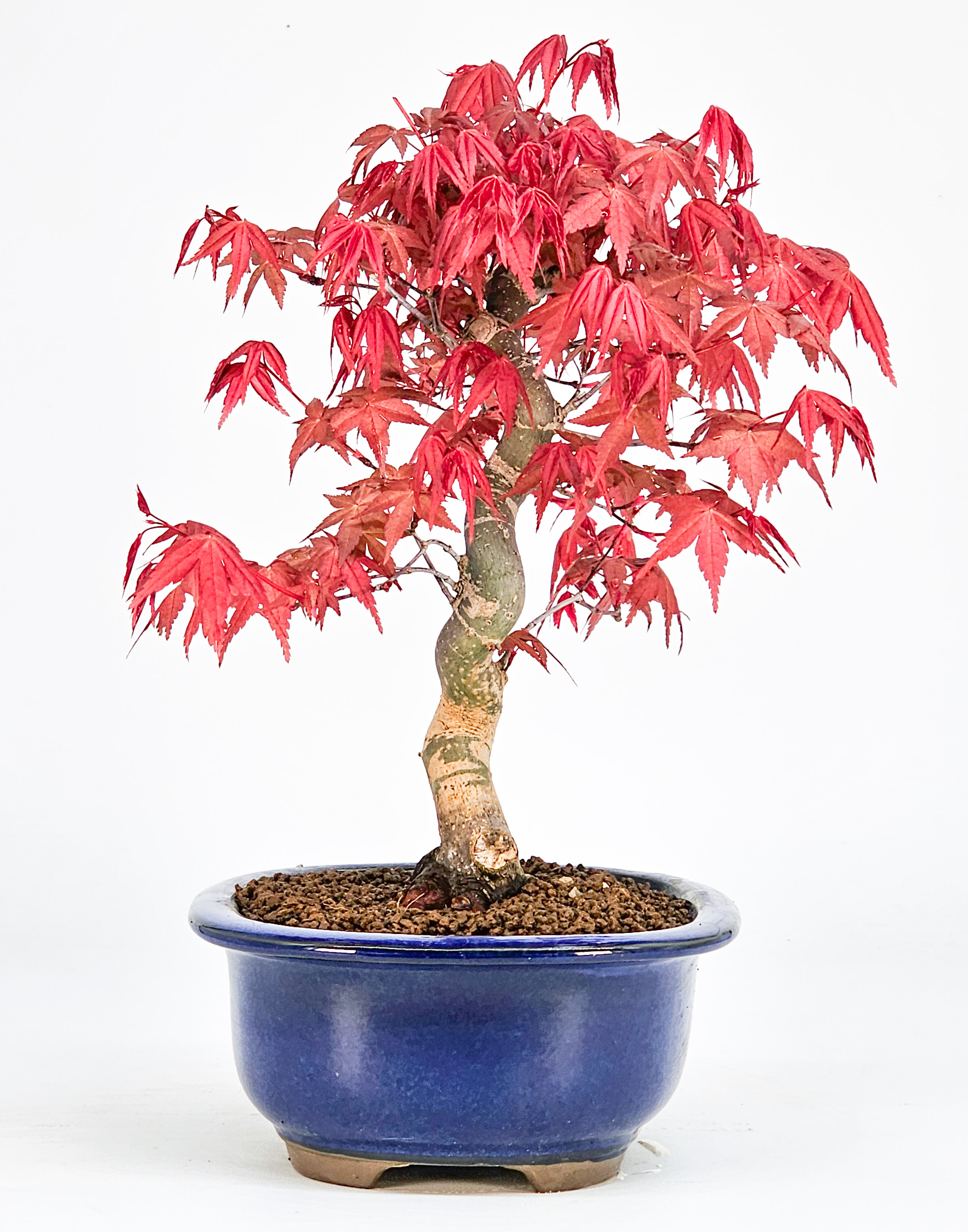 Bonsai Fächerahorn Acer palmatum Deshojo Shohin 21cm  