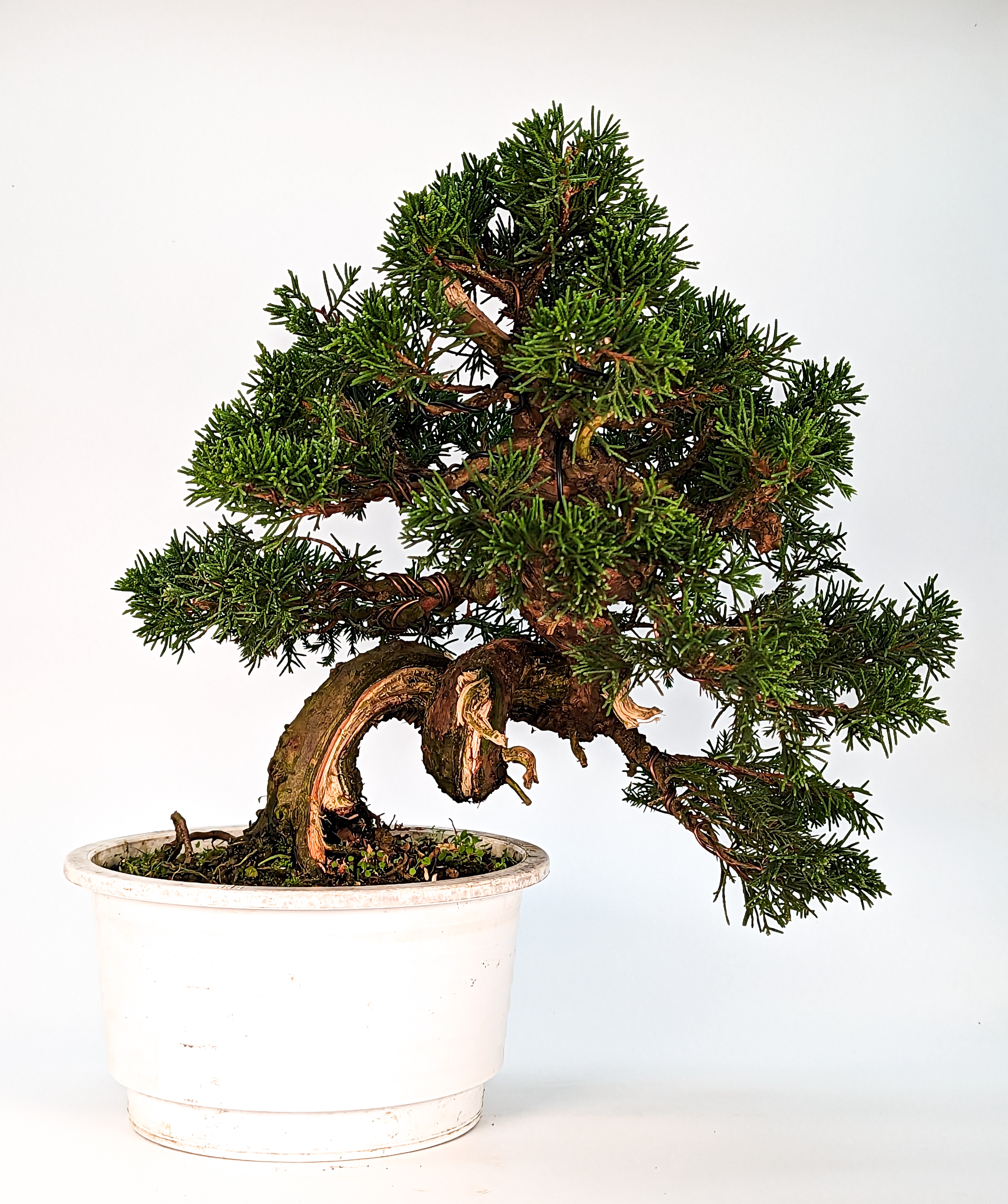 Bonsai Wacholder Juniperus Itoigawa 25cm