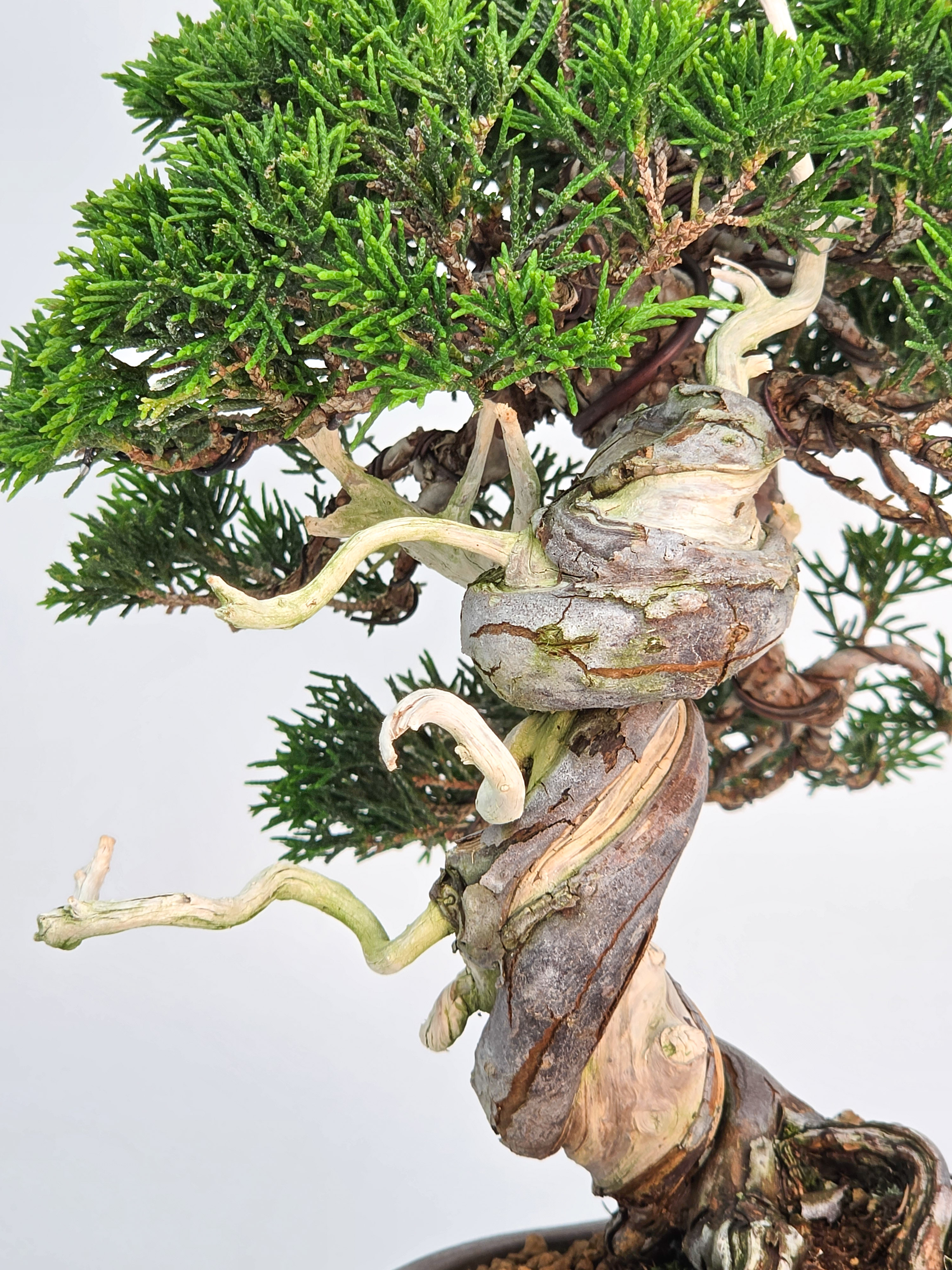 Bonsai Wacholder - Juniperus chinensis Shohin 21cm