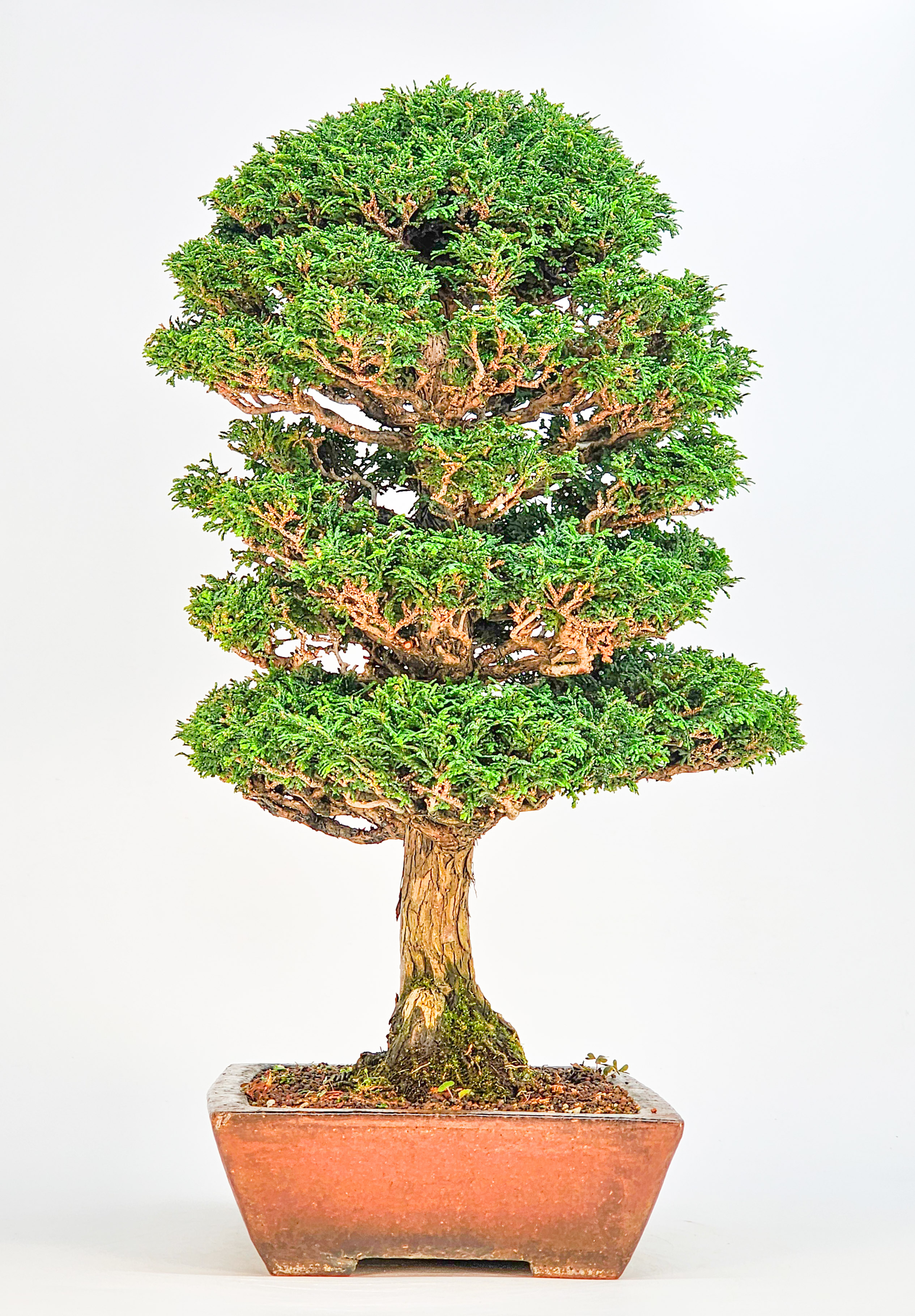 Bonsai Chamaecyparis obtusa 46,5 cm Video!!