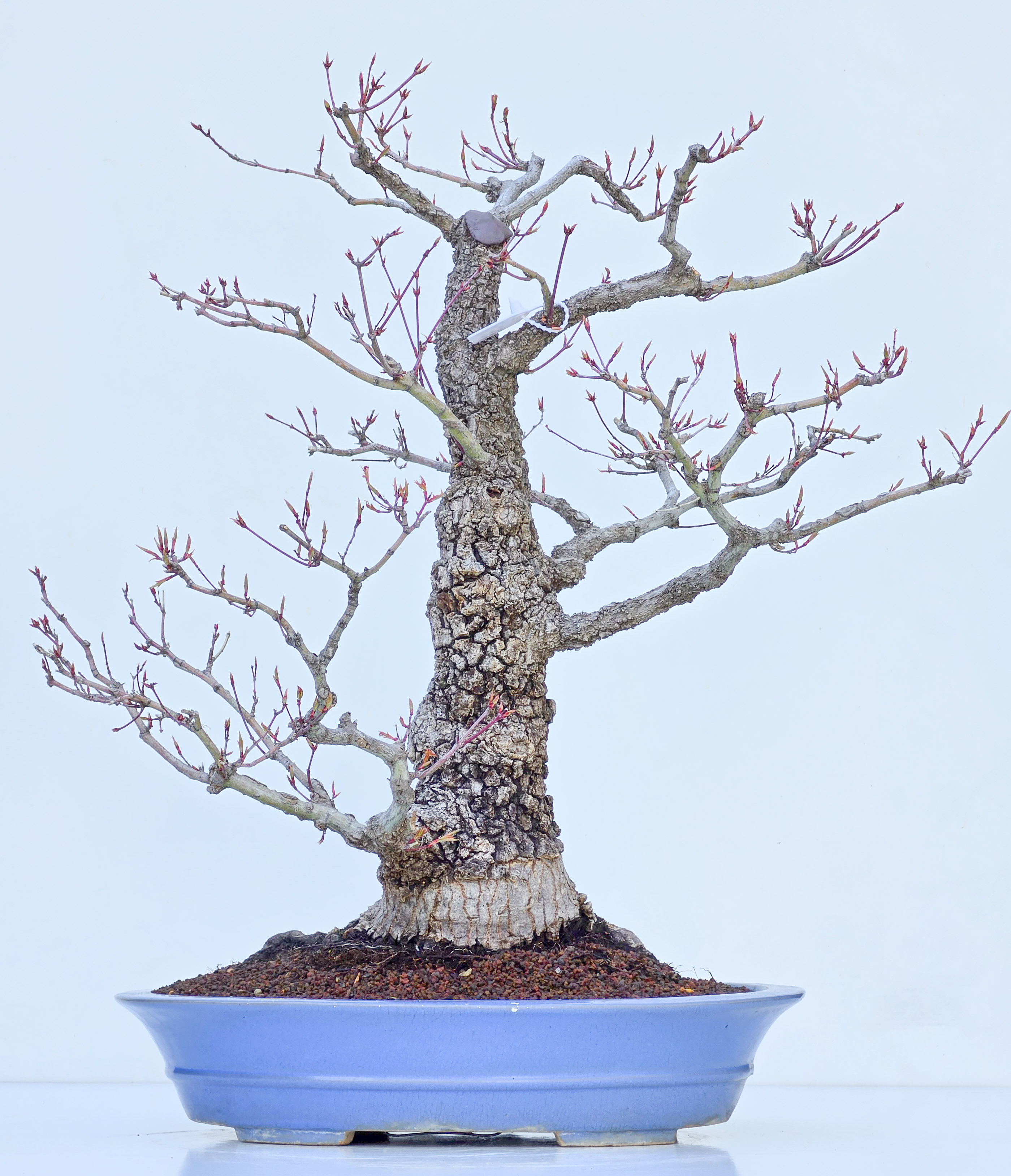 Bonsai Fächerahorn - Acer palmatum Arakawa 54cm
