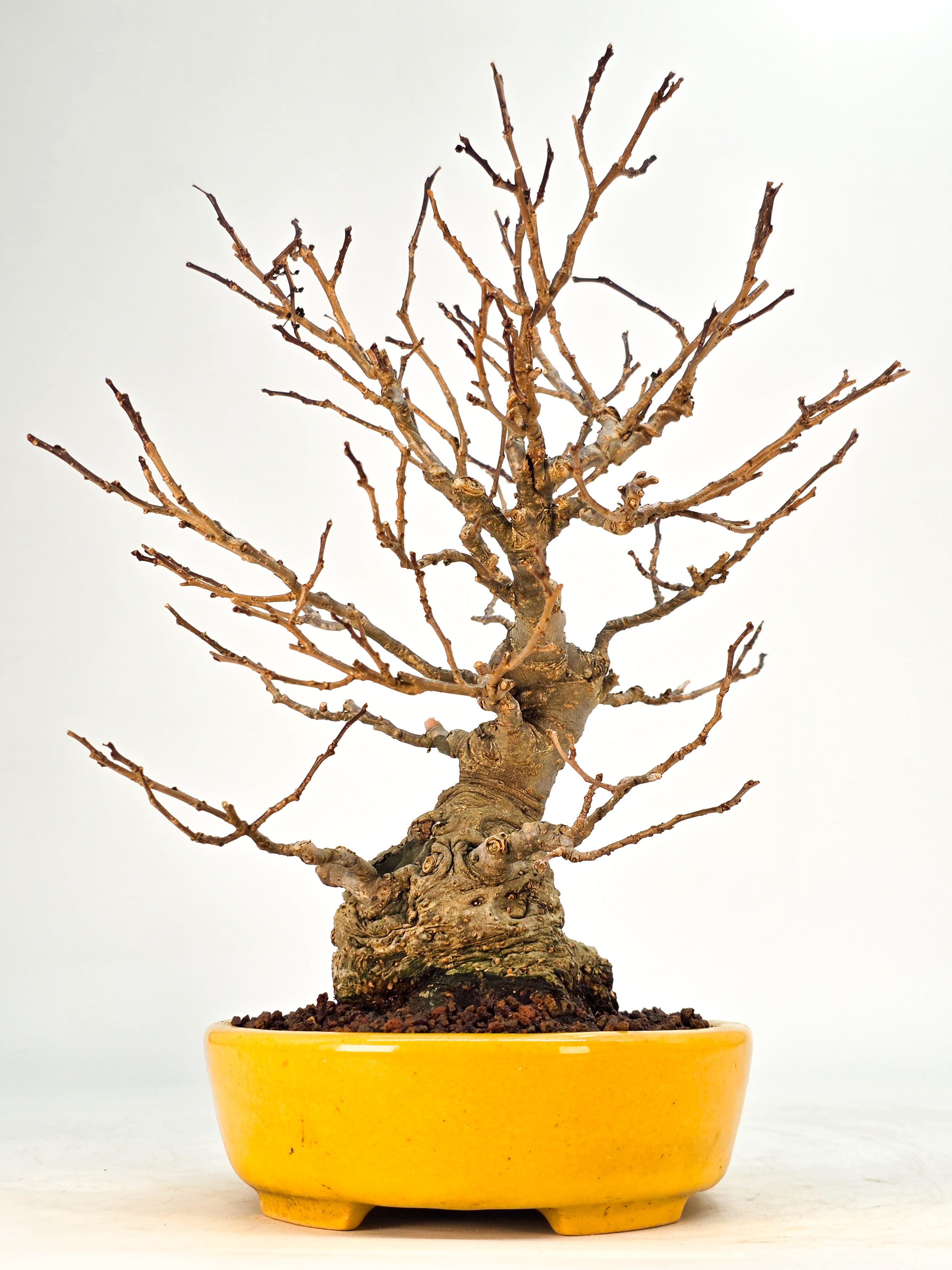 Bonsai Jap. Winterbeere - Ilex serrata Shohin 21cm