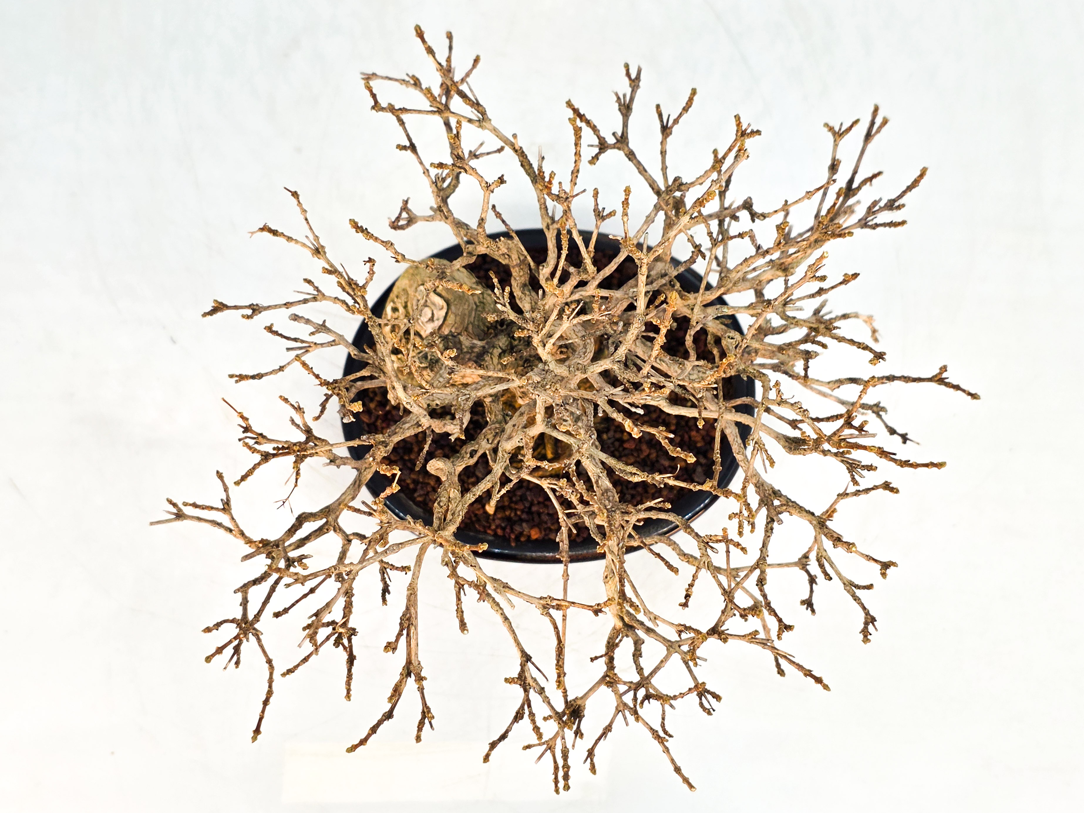 Bonsai Duftahorn - Premna japonica  Shohin 18cm