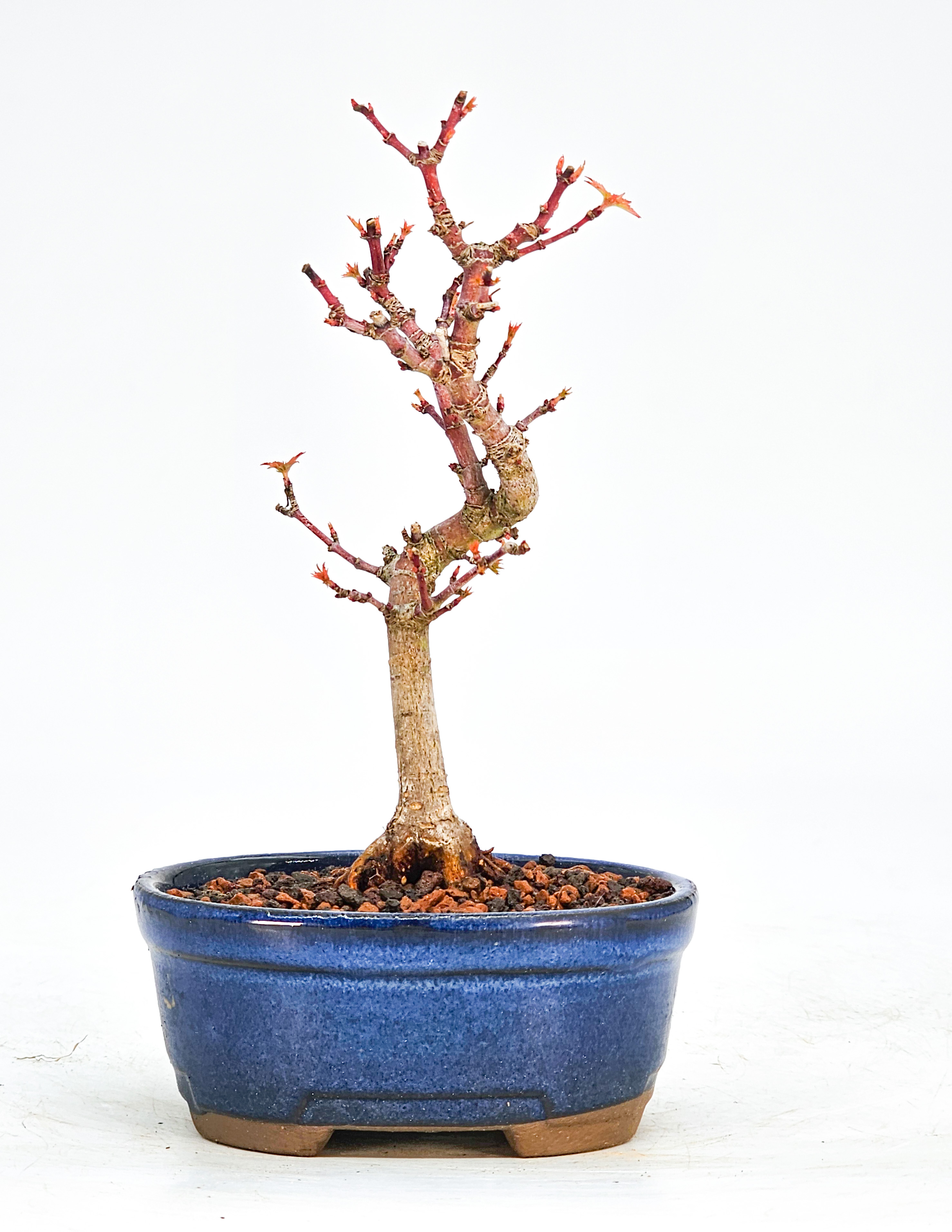 Bonsai Fächerahorn Acer Palmatum Kotohime 13cm 
