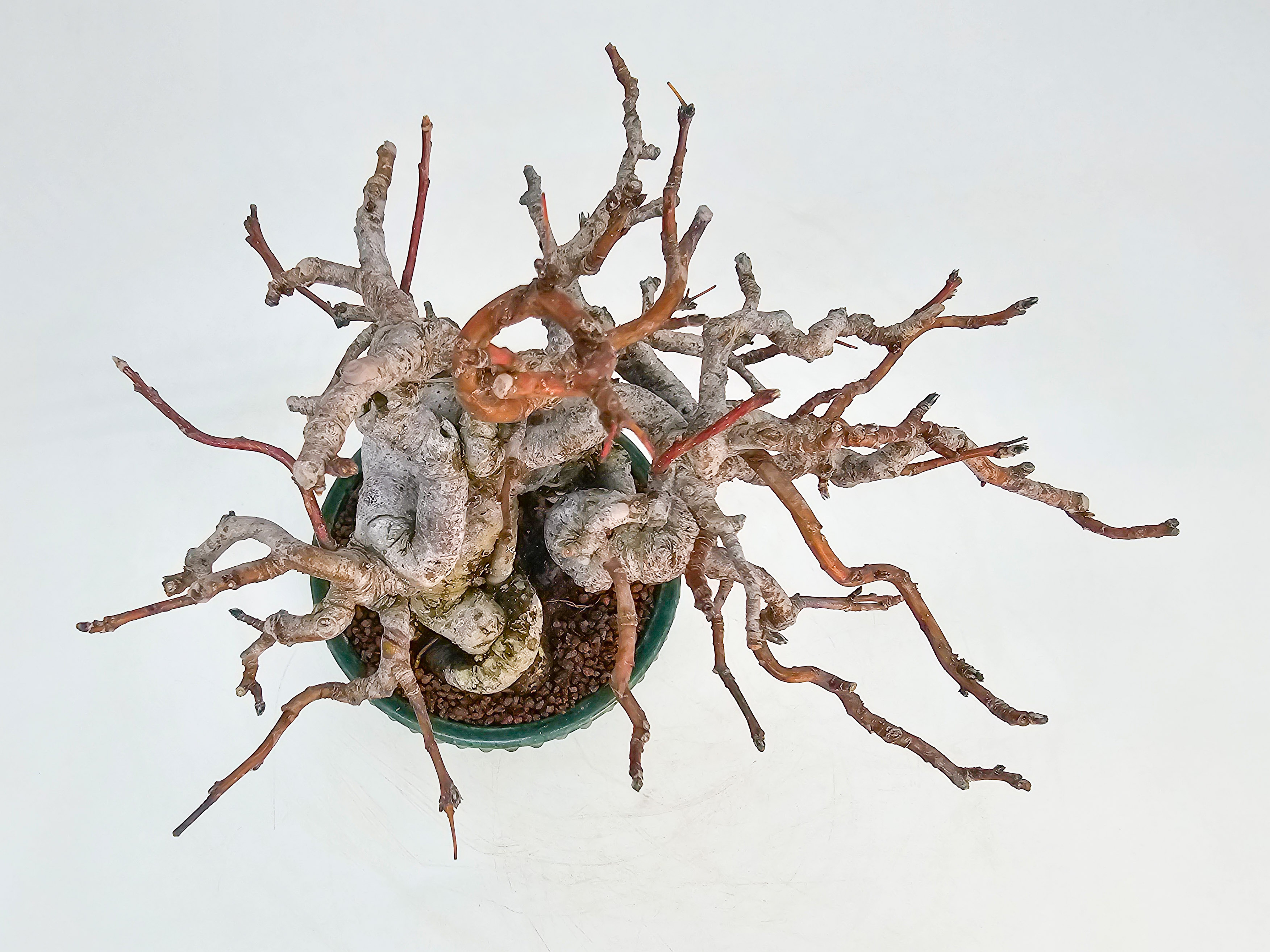Bonsai Premium Apfel - Malus Shohin 11cm 