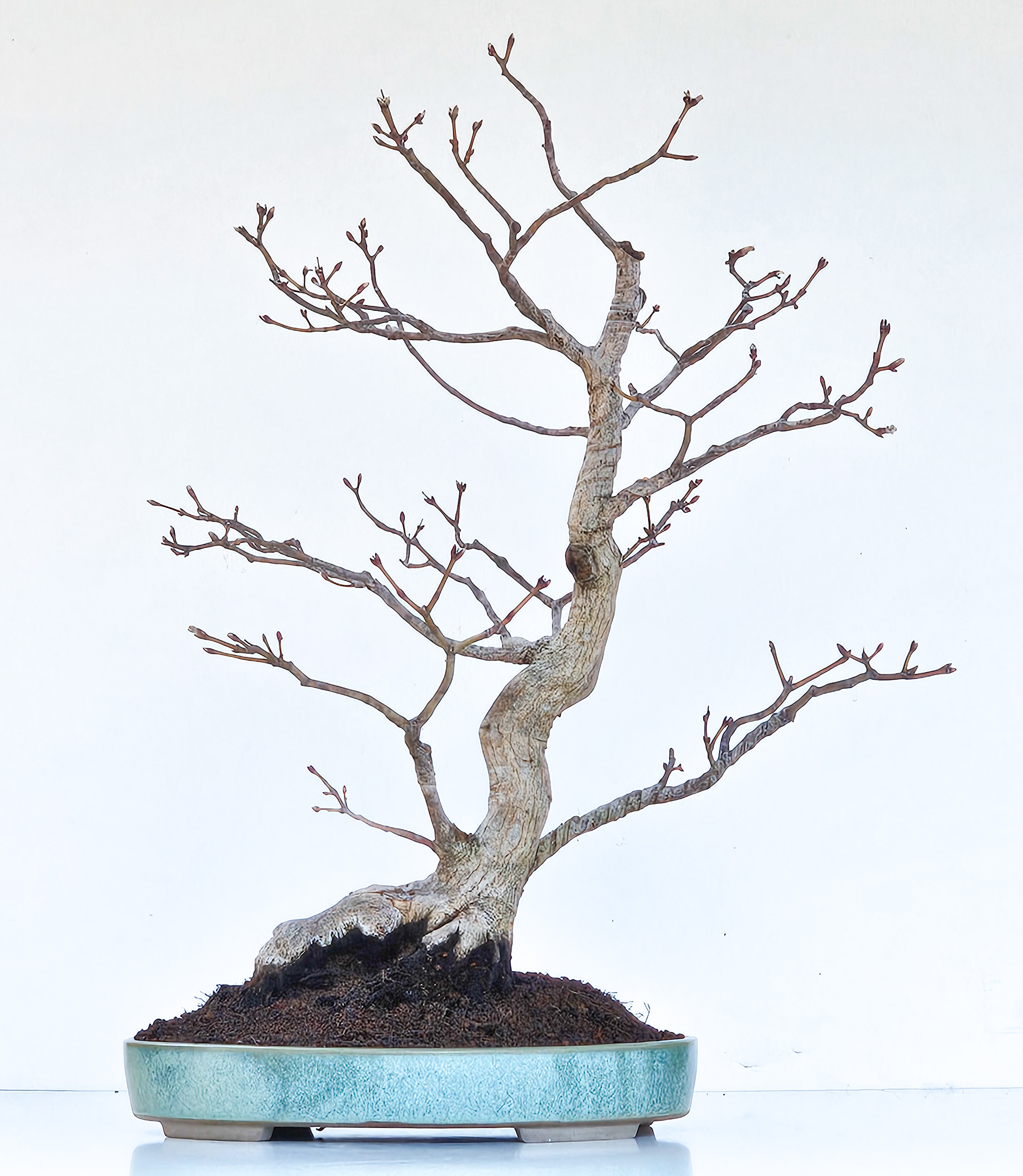Bonsai Acer japonicum Hauchiwa  61,5cm