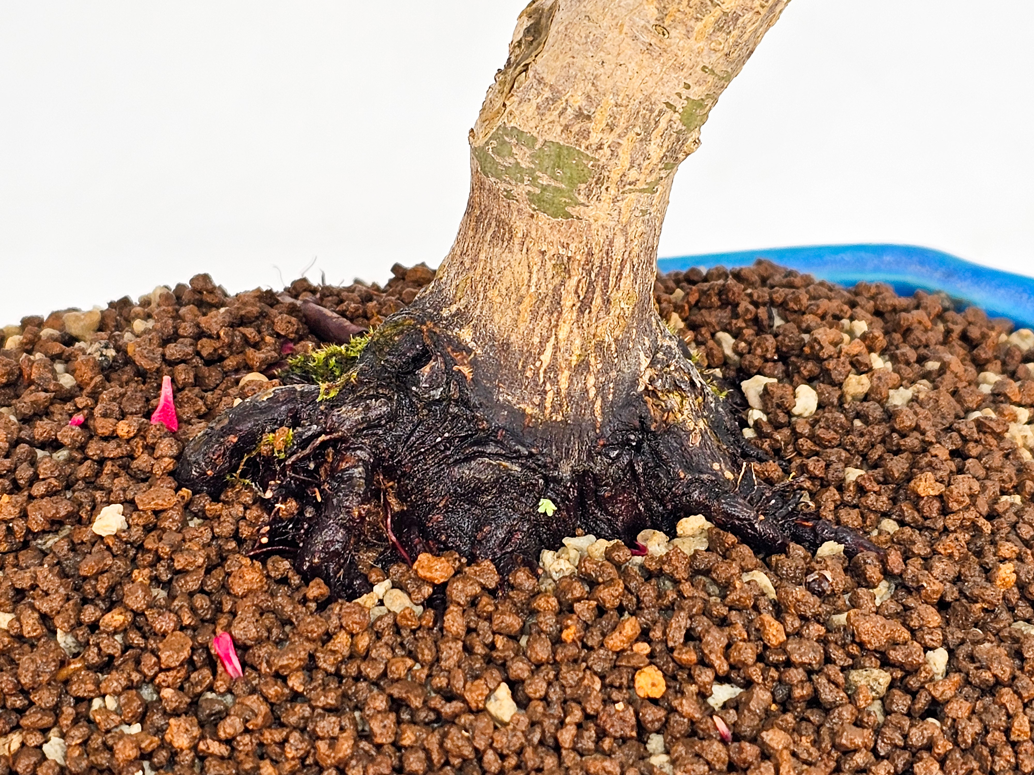 Bonsai Fächerahorn Acer palmatum Deshojo 27cm    