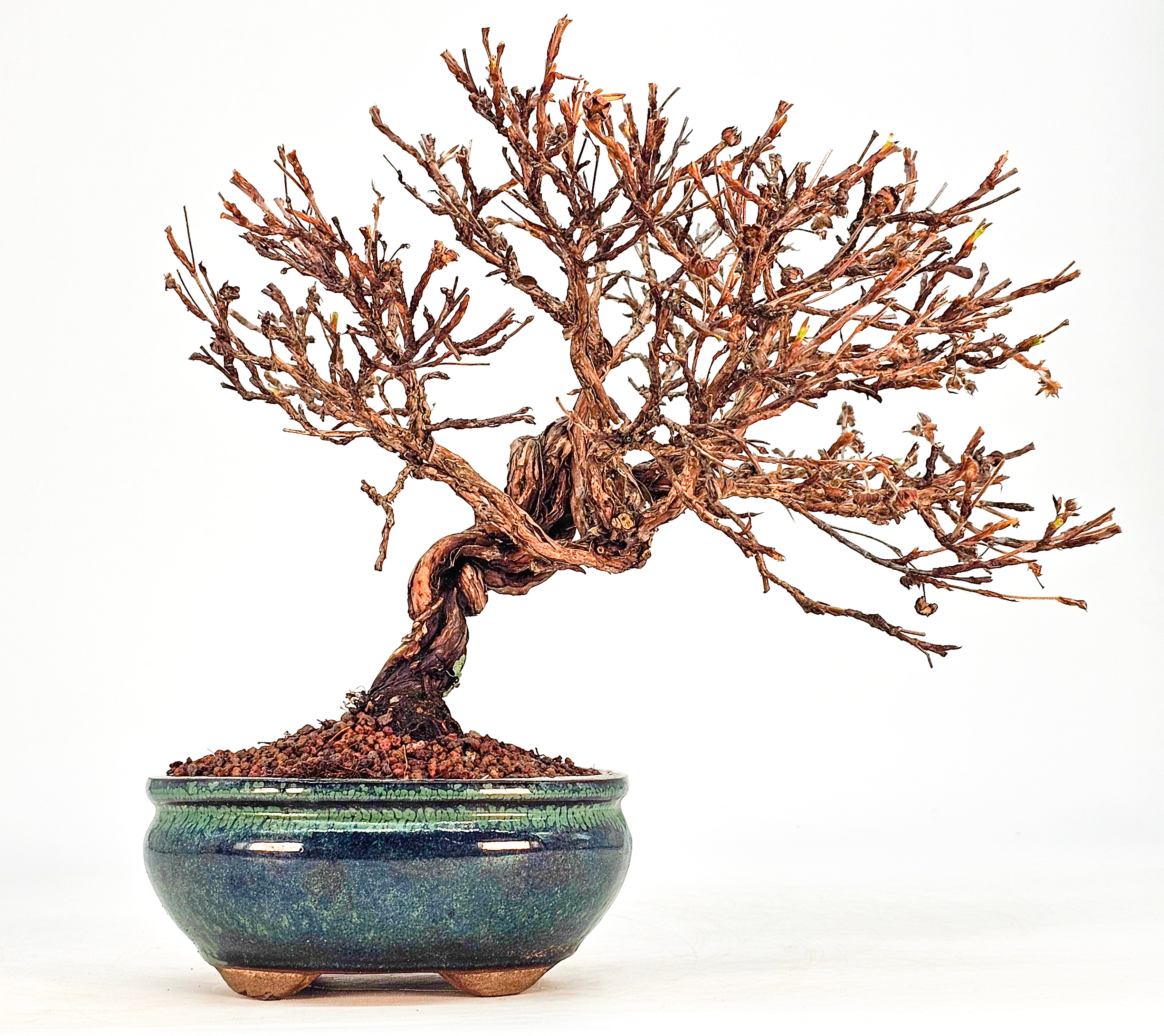 Bonsai Potentilla fruticosa - Fingerstrauch Shohin 19cm