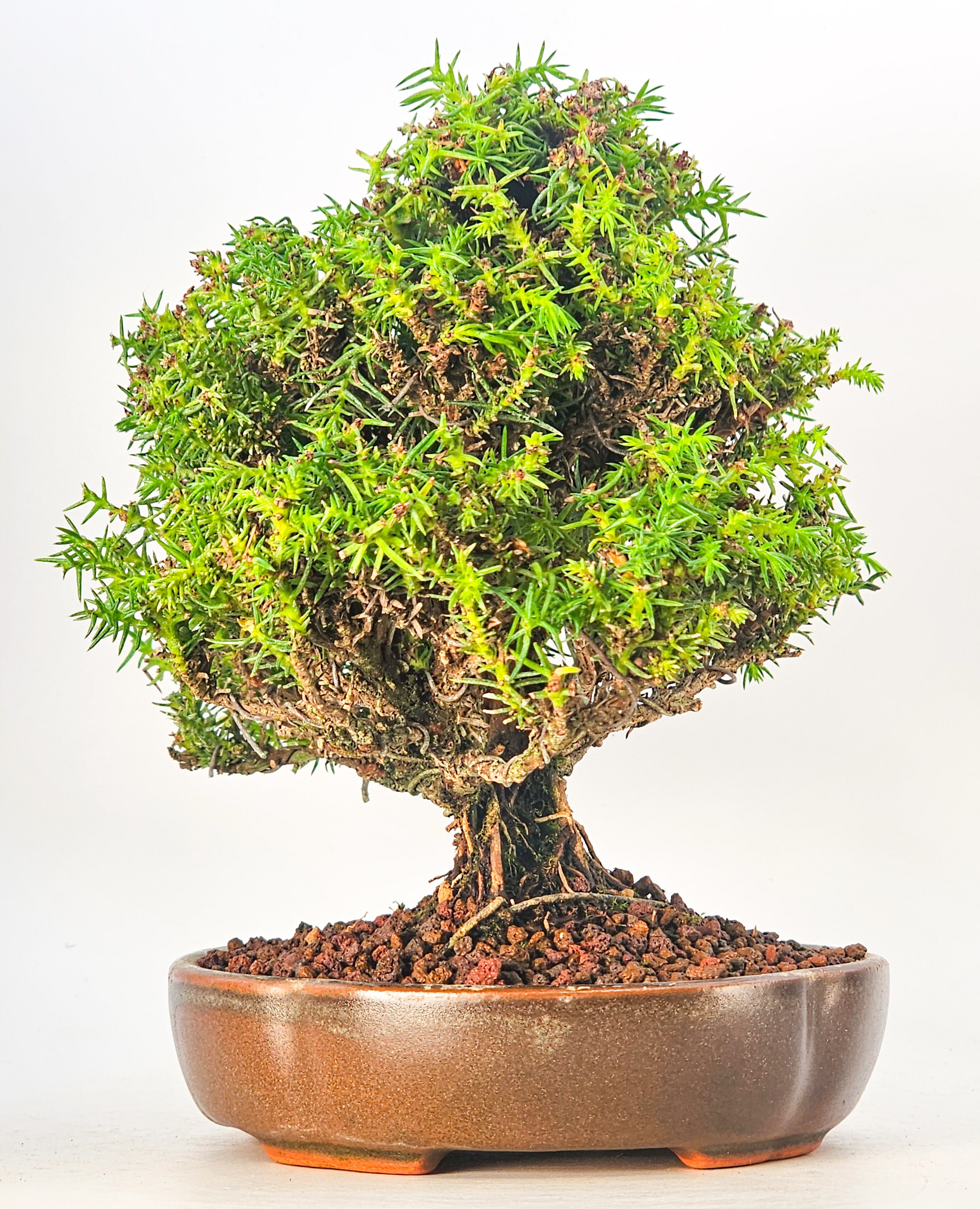 Bonsai Sicheltanne Cryptomeria Japonica Shohin 12cm