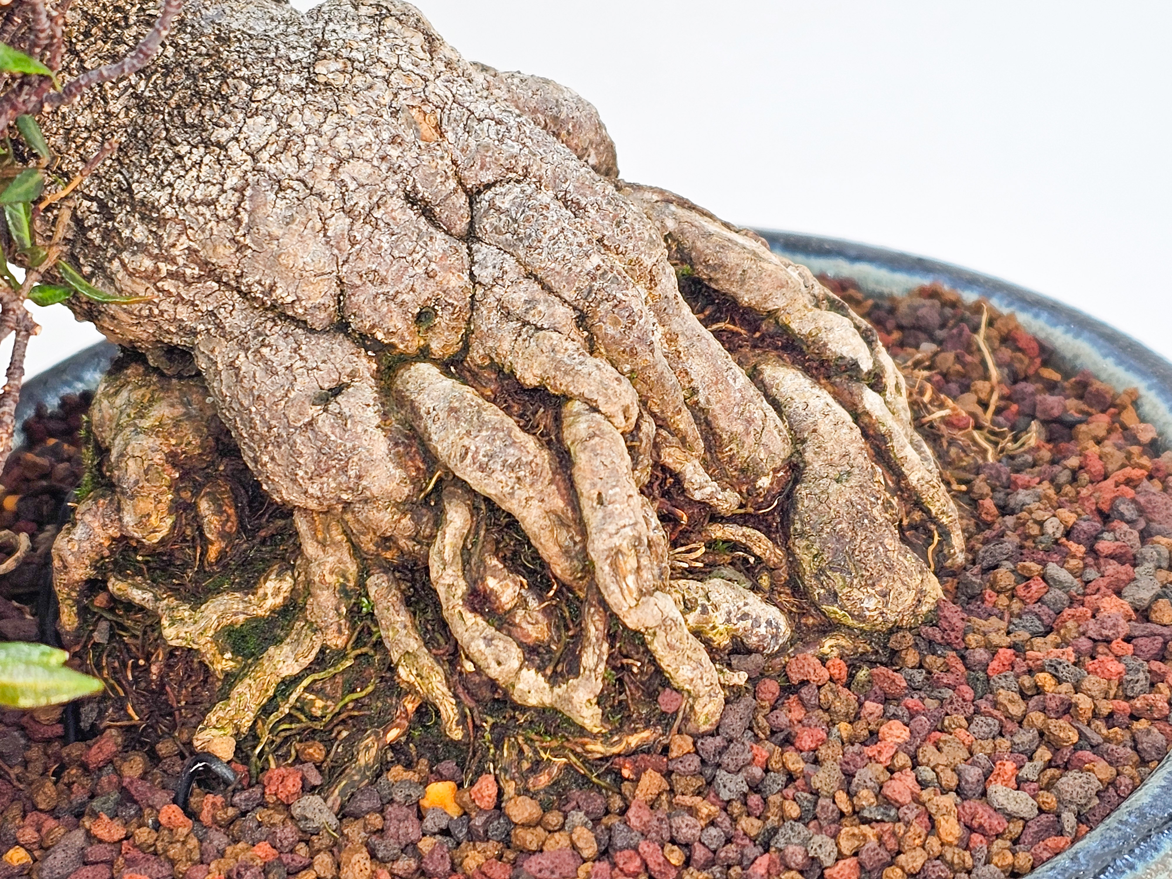 Bonsai Premium Sternjasmin - Trachelospermum asiaticum 25cm