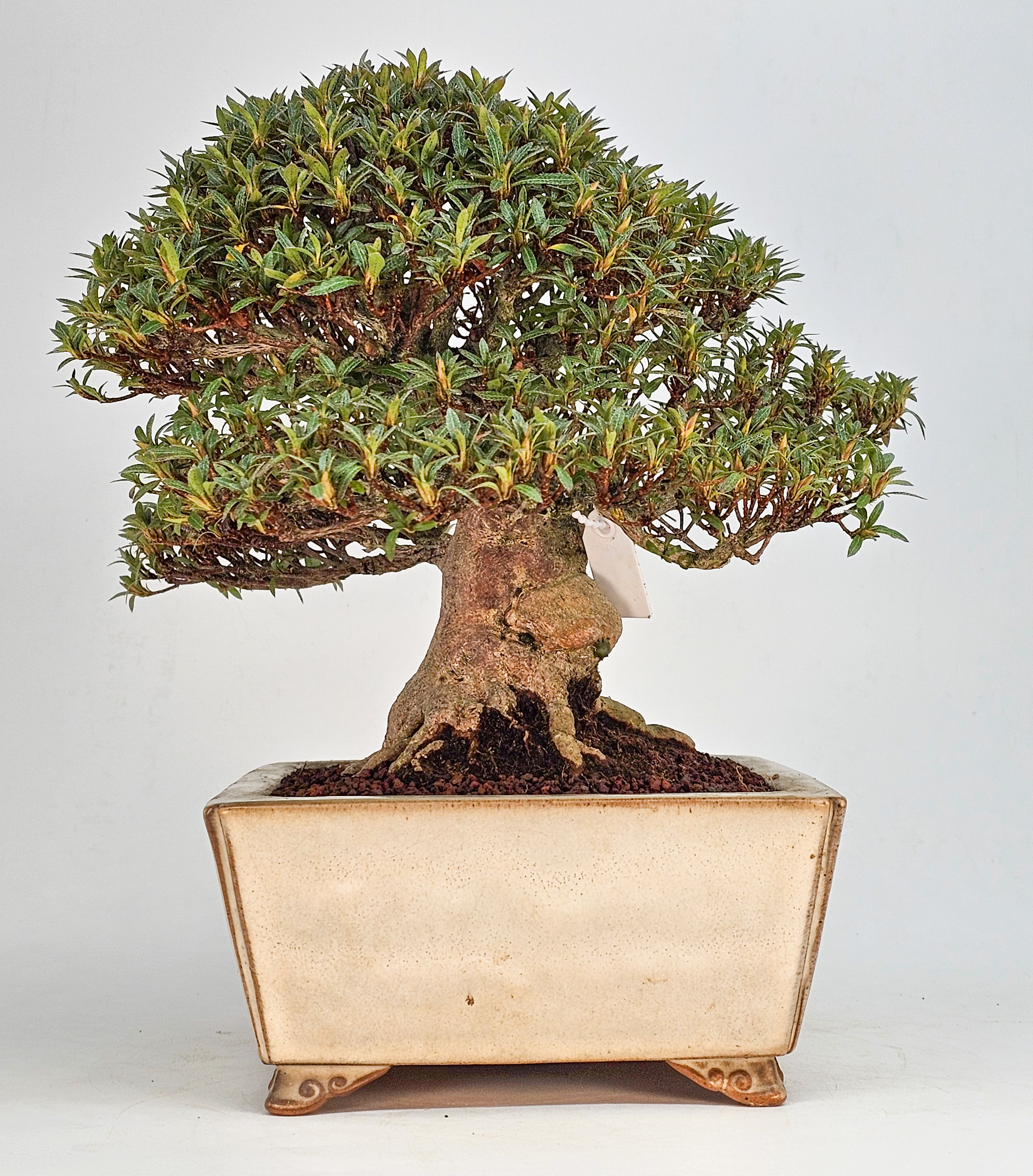 Bonsai Azalee - Rhododendron indicum - Hikorin 24cm