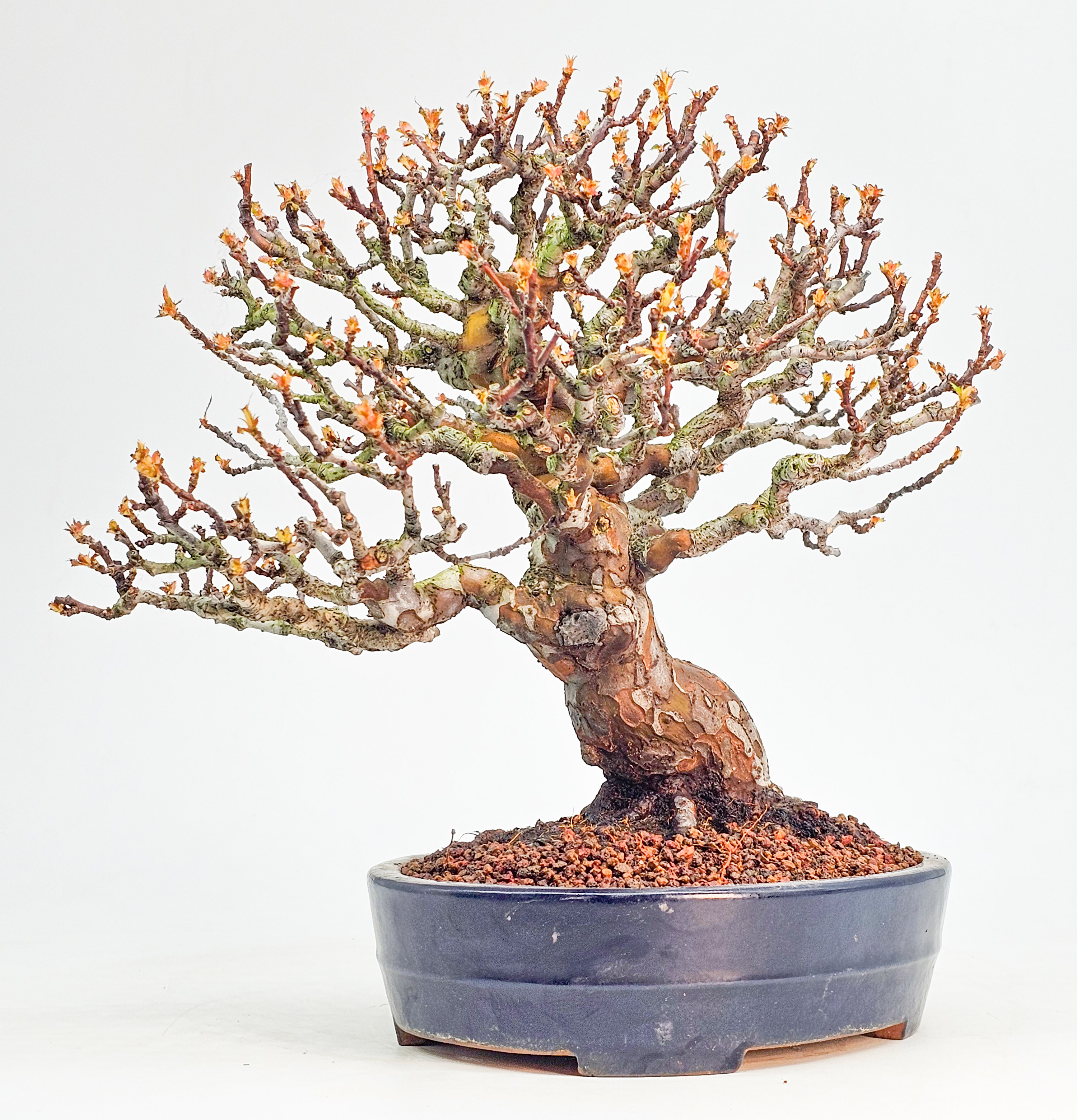 Bonsai Premium Quitte - Pseudocydonia sinensis Shohin 22cm 