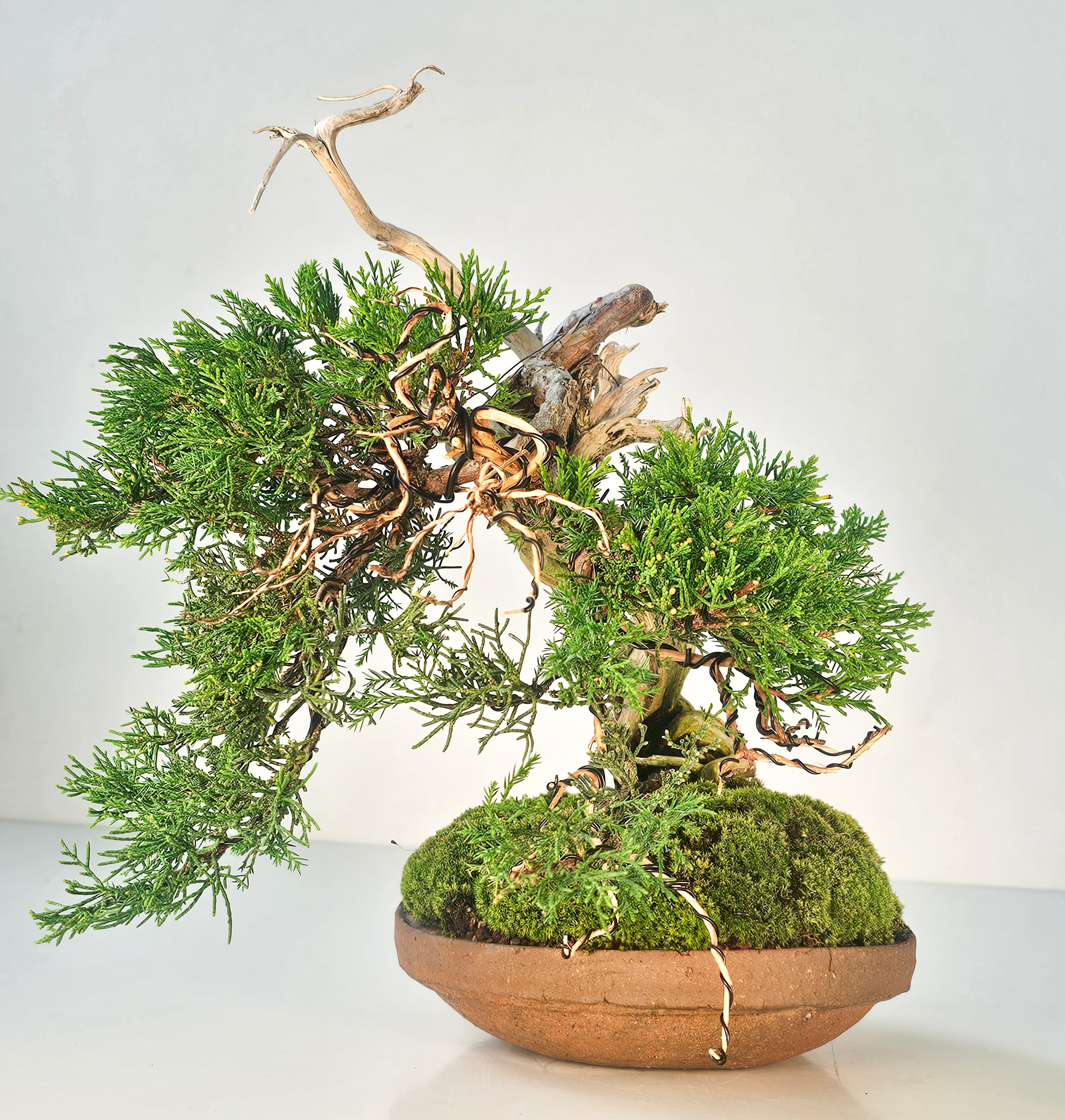 Bonsai Wacholder Juniperus chinensis shimpaku Shohin 21 cm Video!!