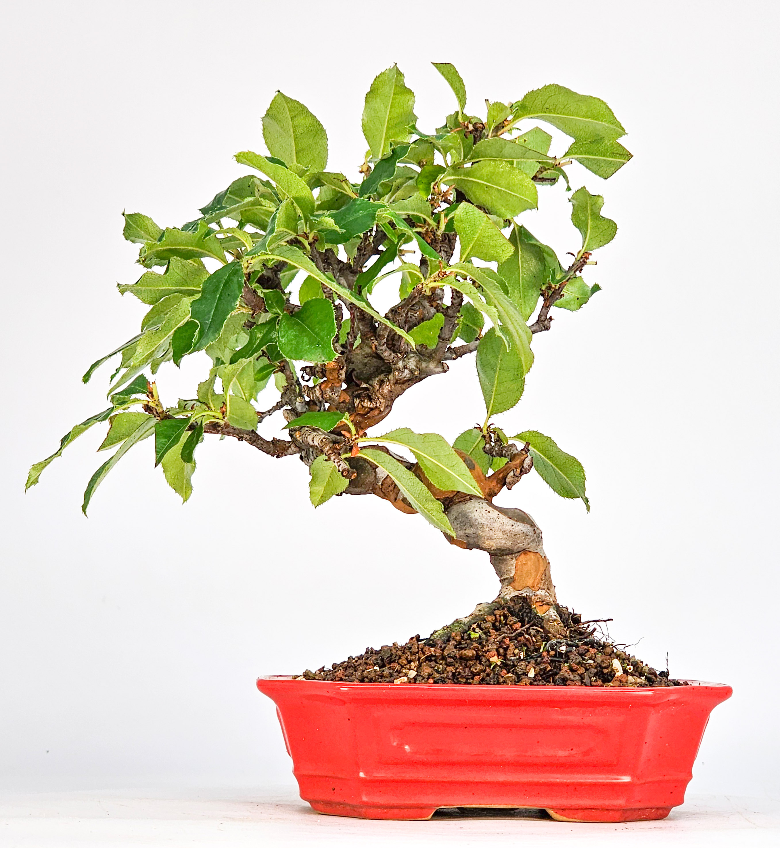 Bonsai Quitte - Pseudocydonia sinensis Shohin 19cm