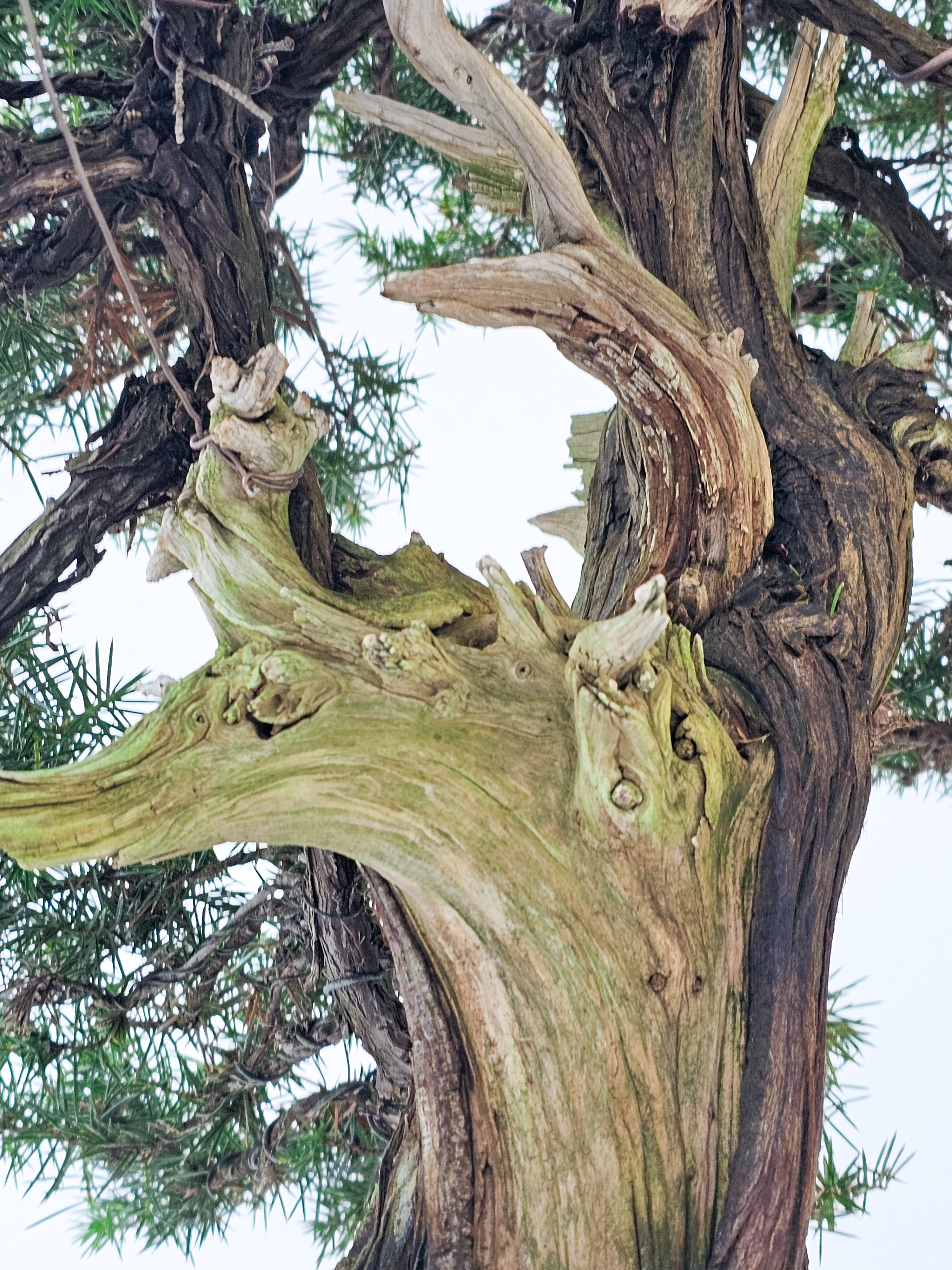 Bonsai Igelwacholder - Juniperus Rigida 67cm  