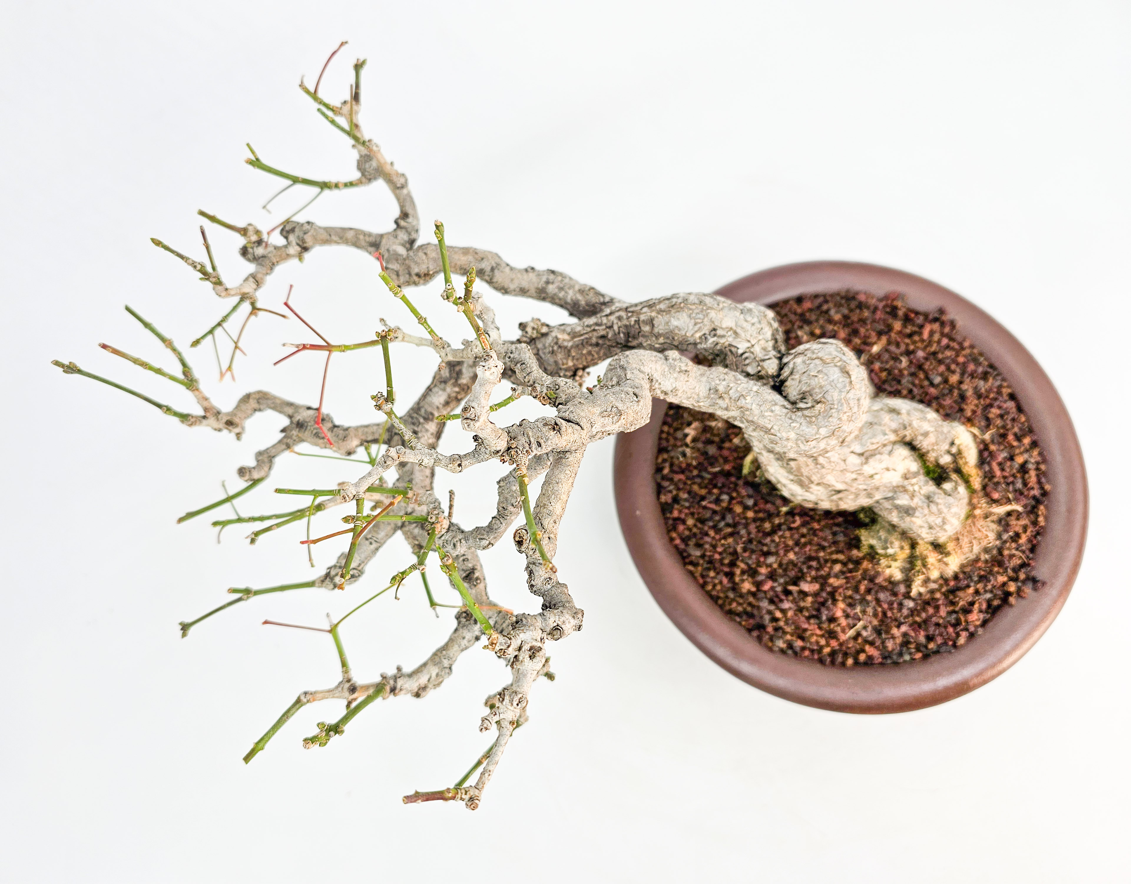  Bonsai Pfaffenhütchen - Euonymus Shohin 14cm