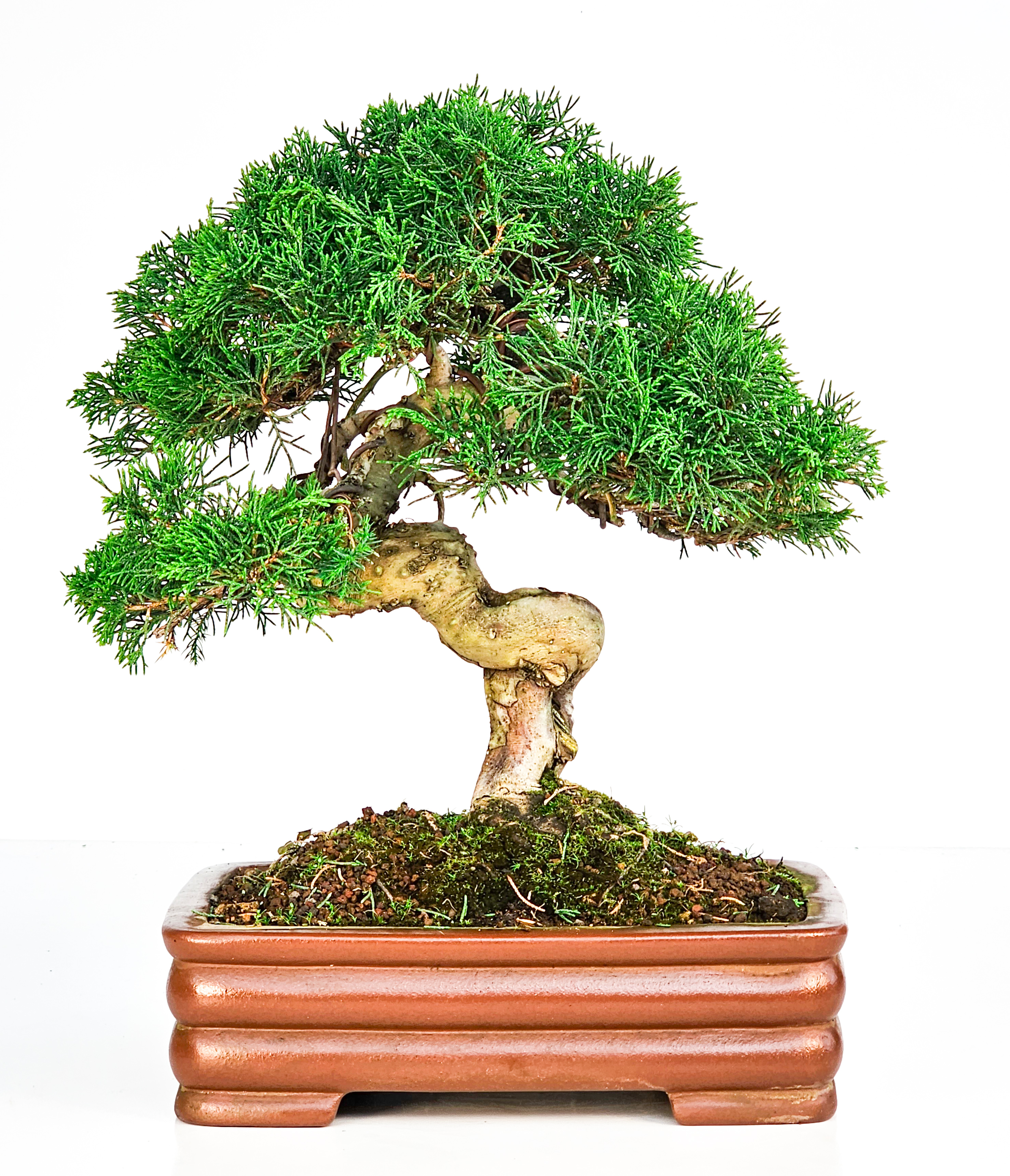 Bonsai Wacholder Juniperus Itoigawa 32cm