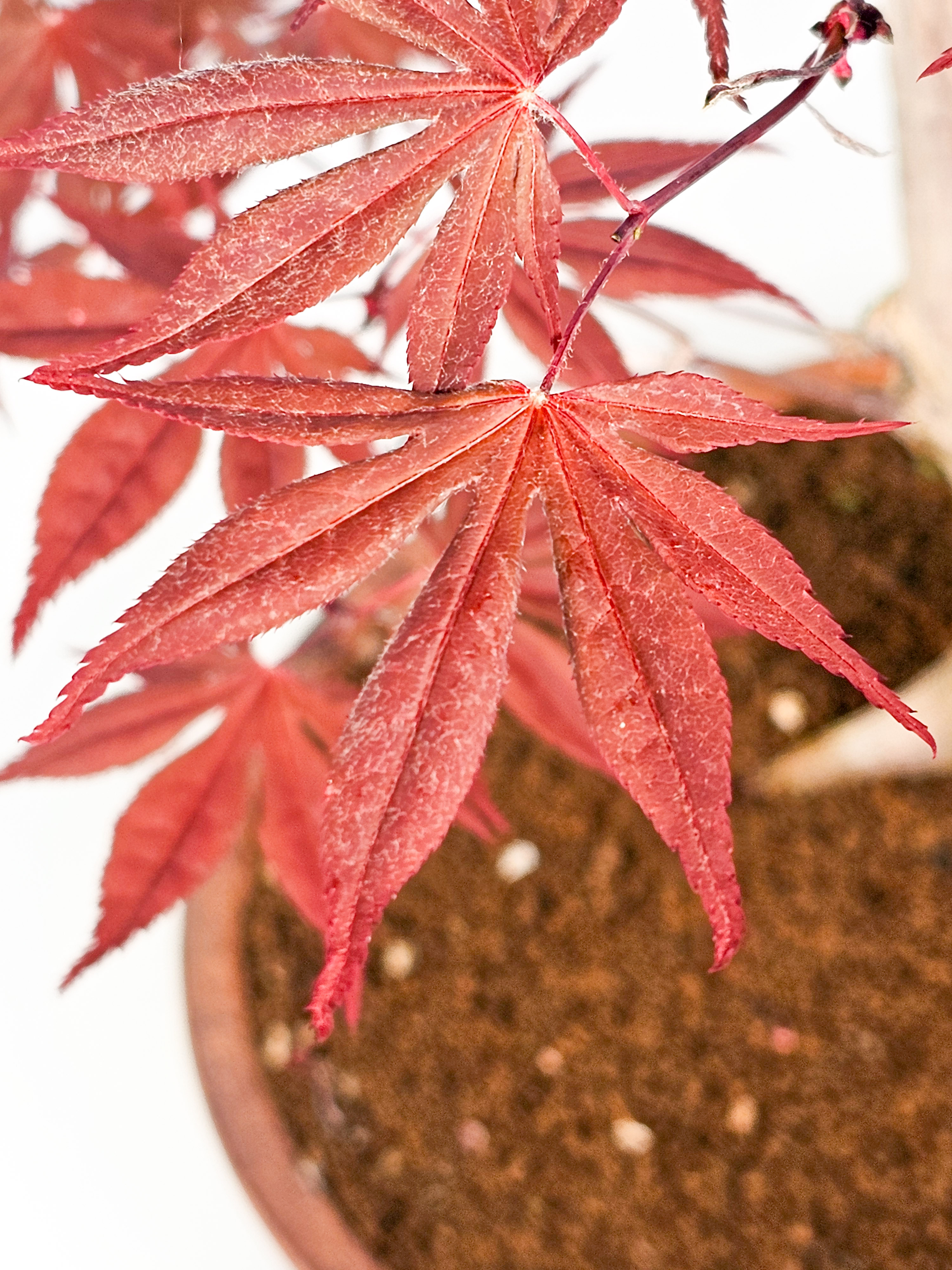 Bonsai Fächerahorn - Acer palmatum Shojo-nomura 52cm