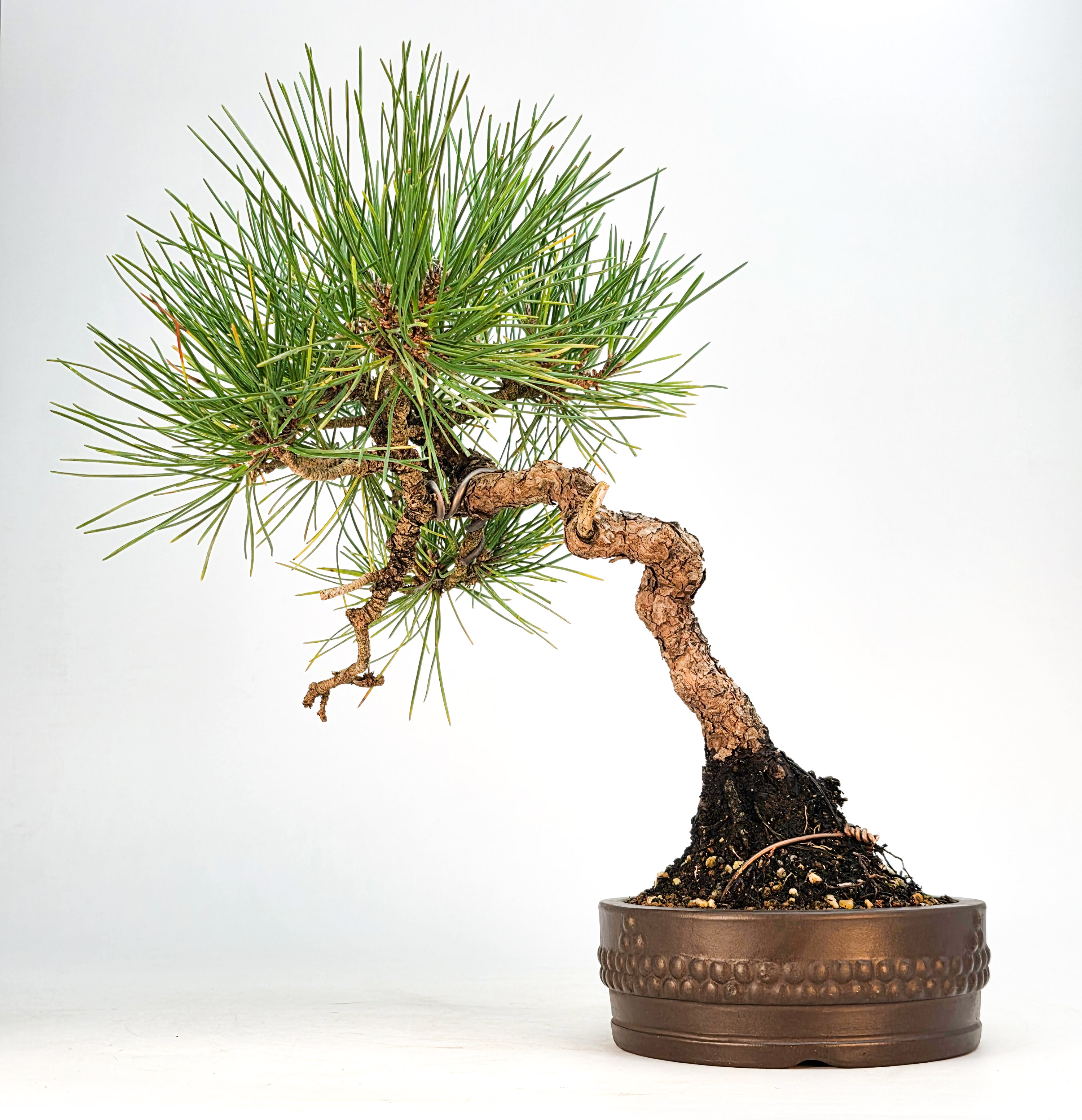 Bonsai Schwarzkiefer - Pinus thunbergii 27cm