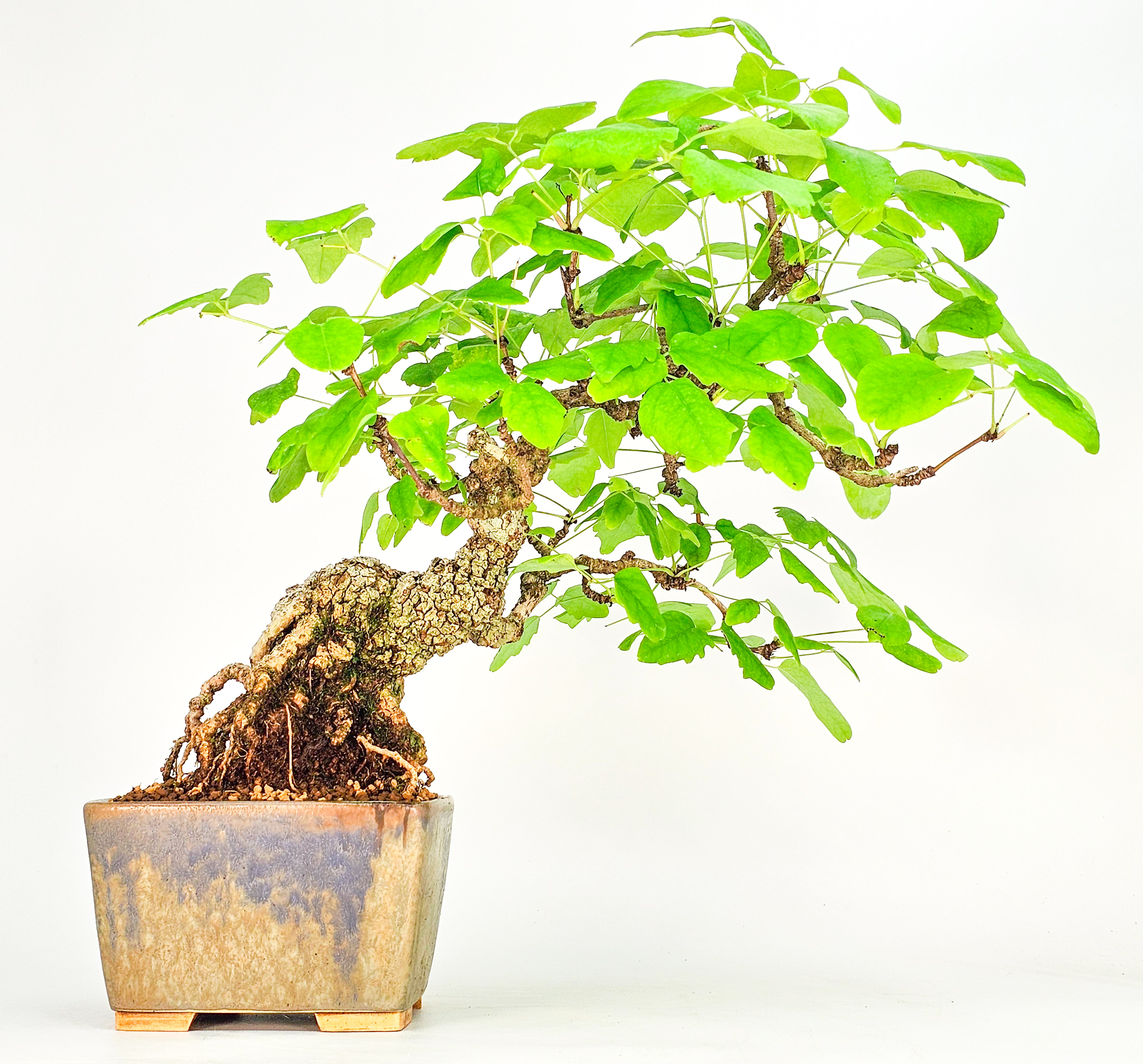 Bonsai Akebia quinata 24cm