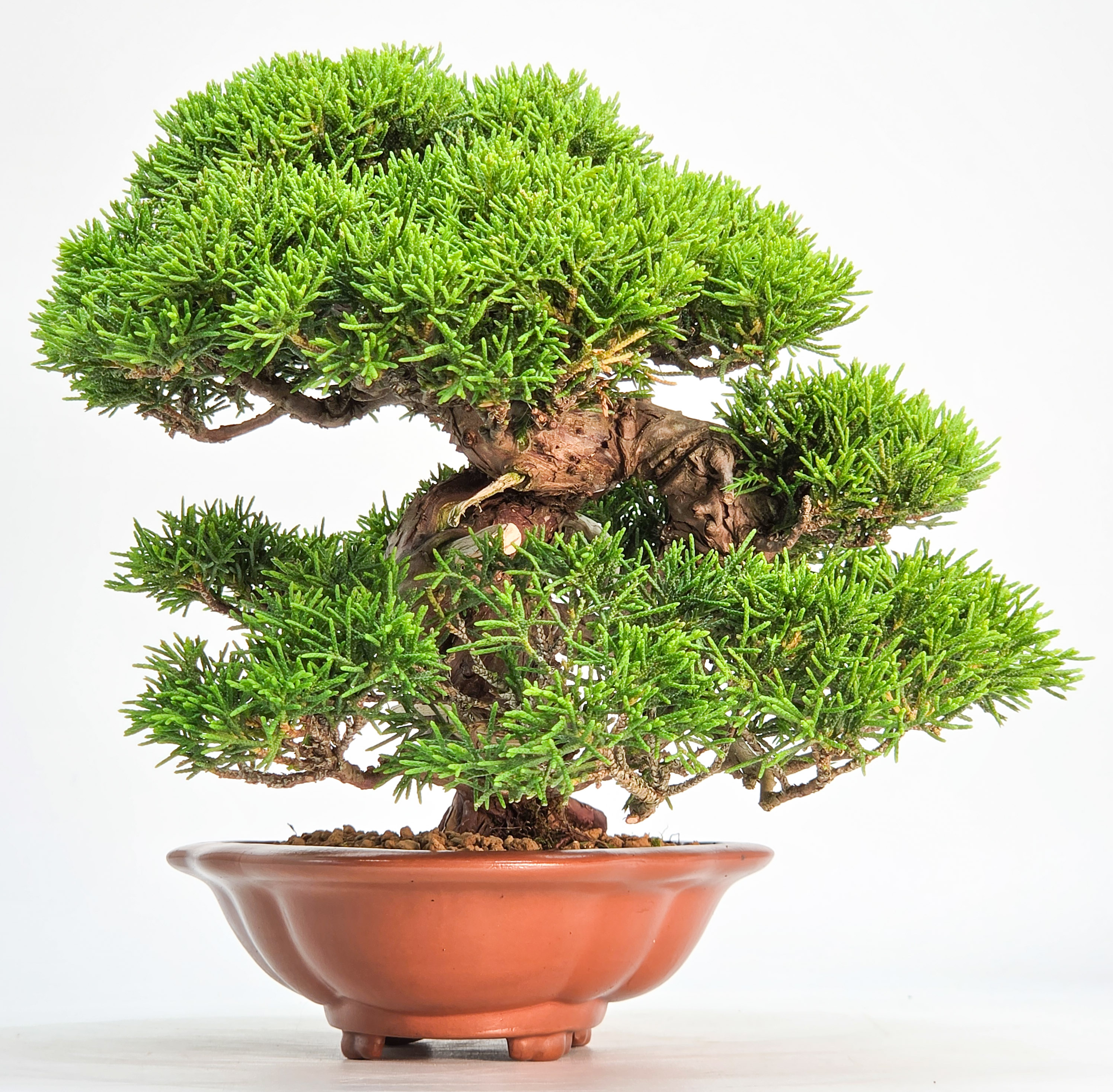 Bonsai Premium Wacholder - Juniperus chinensis Shohin 17cm